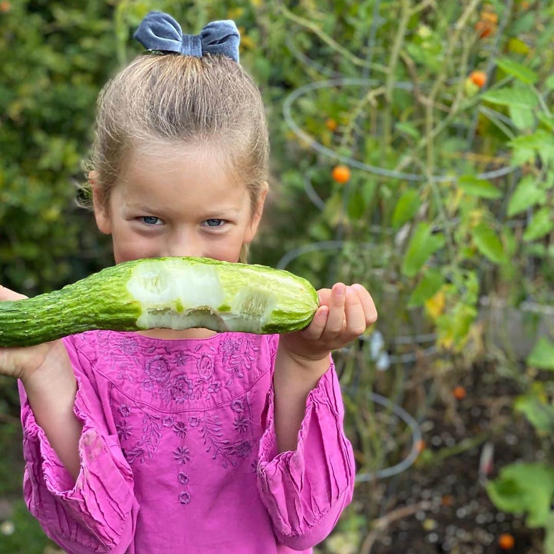 アリ・ラーターのインスタグラム：「My 2 Homegrown Cukes! The garden is still giving us lots of cucumbers and peppers, but I think I should pull out the tomatoes. What should I plant in their place? Also, I need some harvest vibe. I’m dying to get our pumpkins, but it is so hottttt!」