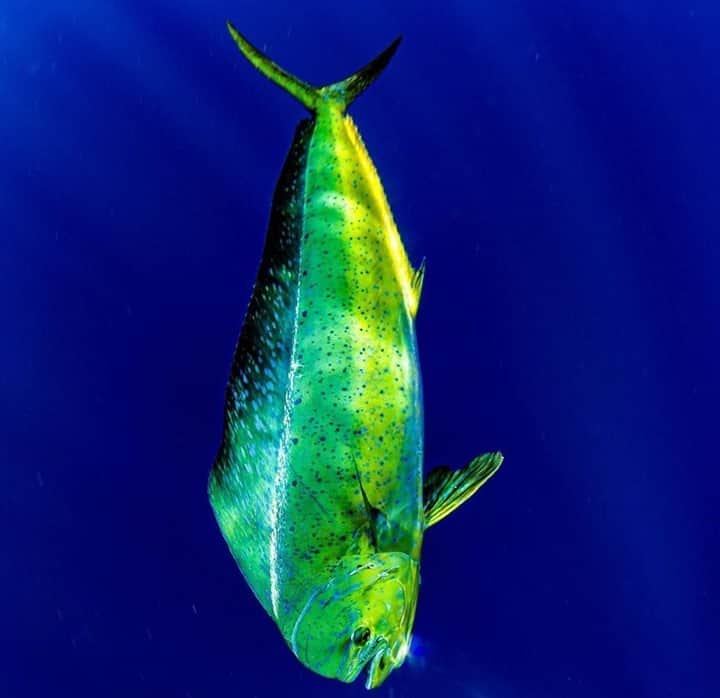 Costa Sunglassesさんのインスタグラム写真 - (Costa SunglassesInstagram)「Dolphin dive. 📷 : @almcglashan #SeeWhatsOutThere #BornOnTheWater」10月5日 6時30分 - costasunglasses