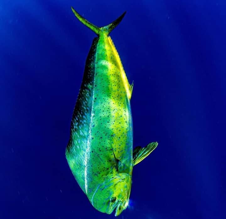 Costa Sunglassesのインスタグラム：「Dolphin dive. 📷 : @almcglashan #SeeWhatsOutThere #BornOnTheWater」