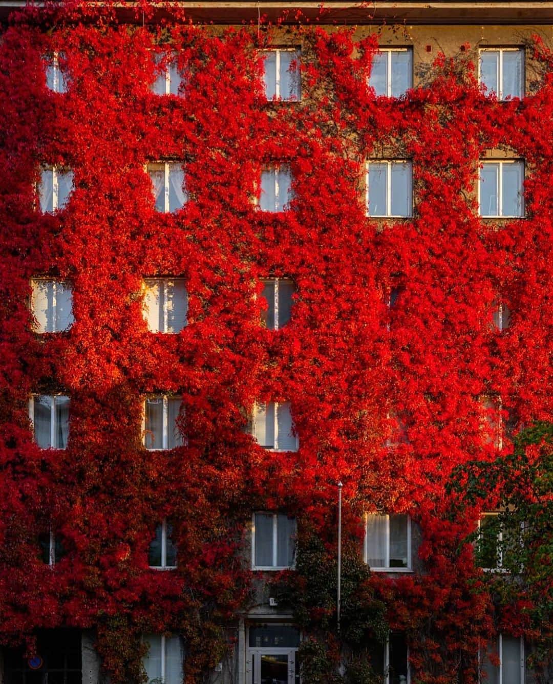 フィンランド政府観光局さんのインスタグラム写真 - (フィンランド政府観光局Instagram)「ヘルシンキのトーロ地区。真っ赤な紅葉🍁鮮やかですねー。  @helsinkifacades さんの写真。Kiitos！」10月4日 21時43分 - visitfinlandjapan
