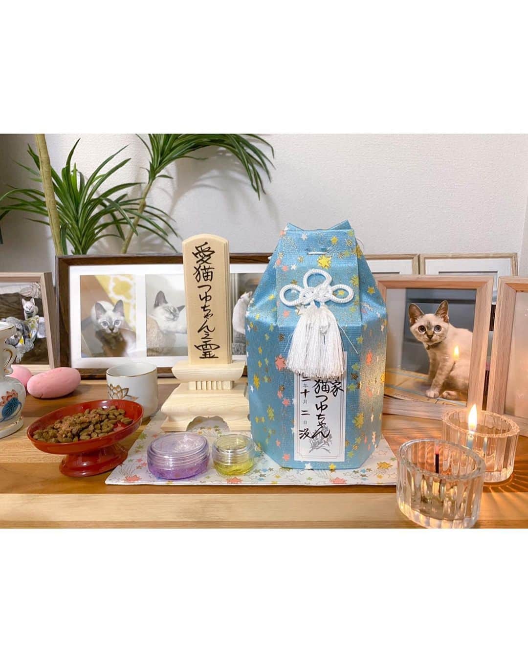 照井和希さんのインスタグラム写真 - (照井和希Instagram)「大阪動物病院でご紹介して頂き 宝塚動物霊園で本日 令和2年10月4日  15時から愛猫つゆのお葬式を行いました。  棺も綺麗な木箱に変え ピンクの可愛いお布団に寝かせて貰い 女の子らしい可愛い色のお花とつゆの大好きな物を沢山詰めました。  七夕の日つゆを保護する為に慌てて買い足したタオル 来てすぐつゆの寝場所がなかなか定まらないから あらゆる所に敷き詰めてどこで寝ても お腹が冷えない様にと買ったタオル 私の枕カバーで良く寝てた つゆのお気に入りだったね。 お家の匂いが染み付いてるからきっとつゆも落ち着くかな？  つゆが寂しくないように初めて買ったお人形は くまが入れてあげてって持って来てくれたんだよ でもそこまで気に入ってなかったよね。笑  妹からも、病院からも、ママの知り合いの方からも ご飯とおやつのお供物、私も嬉しかったです。 穂乃佳も気遣って寄り添ってくれてありがとう。  つゆもほのかにご飯くれー！って 足下まとわりついてたもんね。笑 人懐っこくて誰にでも甘えん坊のつゆだったな  スタッフさんがしっかり三途の川を渡れるようにと つゆにお守り持たせてくれたね。慌てずゆっくり渡れたかな？ 数珠も持ってるんだよ🍀おててが可愛いつゆちゃん。 そして紙を渡され、ギュッと手に祈りを込めるようにと。 私を忘れない様に私の香りを。その紙もつゆのそばへ 素敵な物沢山準備して下さいました。嬉しかったです。  伝え忘れない様に手紙も書きました 愛おしい瞬間を収めたつゆの写真も。 つゆが初めてバルコニーでお外眺めた日の写真も。 つゆの家を忘れない様にと気持ちを込めて。  どの瞬間もつゆを思い出して涙が溢れました 愛おしいつゆとの時間がずっとフラッシュバックして消えなかった  サヨナラの瞬間も名残惜しくて辛かった 沢山言葉で伝えて沢山キスして沢山撫でたけど やっぱり寂しかったです。離したくないって思ってしまいました。  最後は大好きだよと伝え 頭にキスをしてお別れしました。  つゆちゃんが空に登るのを 1人で外で座って眺めてました。 不思議ですが私には熱で揺れる空気の中に いくつもの虹が見えた気がします。 空を見てると元気なつゆが浮かんで 私の感情で引き留めずに、元気に向かわせてあげようって 自然と笑顔で いってらっしゃいが言えました。  小さくなったつゆも愛おしかったです お骨になった我が子も可愛いなって素直に思えました。  最後に壺に入ったつゆを抱き抱えた時 温かくて 冷たいつゆじゃなくて また涙が溢れました。  つゆちゃんは甘えん坊だったから またすぐ形を変えて私に会いに来てくれそうな気がします。 それから 私はつゆって事に気付けそうな気もします。  ボロボロだったつゆ お腹の毛も生えて少し肉付きが良くなって みるみる見違えて綺麗になりました。 辛い思いしたもんね、来世では丈夫な身体で生まれて来てね いつか私のお腹に戻って来てくれると嬉しいな  それでも猫だったつゆを私は絶対に忘れないよ🌈🐾  つゆと日向ぼっこするのが私の夢でした 季節が変わり、部屋に太陽の光が入る様になった つゆが入院してる間早くここでつゆを 抱き締めてゴロゴロしたいなって思ってた  つゆに夏と違うぽかぽかした太陽を感じさせてあげたかった。 叶わなかったって散々泣いたけど お葬式に向かう車の中でつゆちゃんを優しい太陽の光が 包んでくれました。最後の最後に神様は 私のお願いを叶えてくれました。  つゆ、幸せだったね。 甘えたくなったらまたいつでも降りて来るんだよ 私はずっとずっと、ずっとずっとつゆの事を想ってます。  骨壺の色は梅雨時期の色に合わせてみました 星が沢山で七夕っぽいね。🎋 水色を見ると私はつゆの顔が浮かびます。 7月7日は織姫と彦星じゃなくて、つゆと和希だよ😂🍀笑 つゆちゃん、忘れないように☺️  素敵なお葬式行えた事に感謝してもしきれません 手厚く、丁寧に、つゆを空に送って下さいました 私も安心してつゆを見送る事ができました 猫ちゃんも居たし、沢山お友達が眠ってるから つゆも安心だね🐾  書きたいことはまだまだあるけど 忘れない様に今日はここまでで留めておきます  愛するという感情は愛おしく尊いです こんな気持ちにさせてくれた娘に感謝 撫でたいな、会いたいよ。 本音はやっぱり寂しいです。  私と同じタイミングでお見送りに来たご家族 お母さんが凄く泣いてた。それを見て私も泣いてしまった 全然知らない人だけど抱きしめてあげたかった  つゆちゃん、あのお母さんのところの 猫ちゃんかな？ワンちゃんかな？もし一緒に向かったなら そっちで 仲良くしてあげてね   つゆ、お友達沢山作ってね 大好きだよ。  #保護猫を家族に #保護犬を家族に」10月4日 21時54分 - kazu24ki