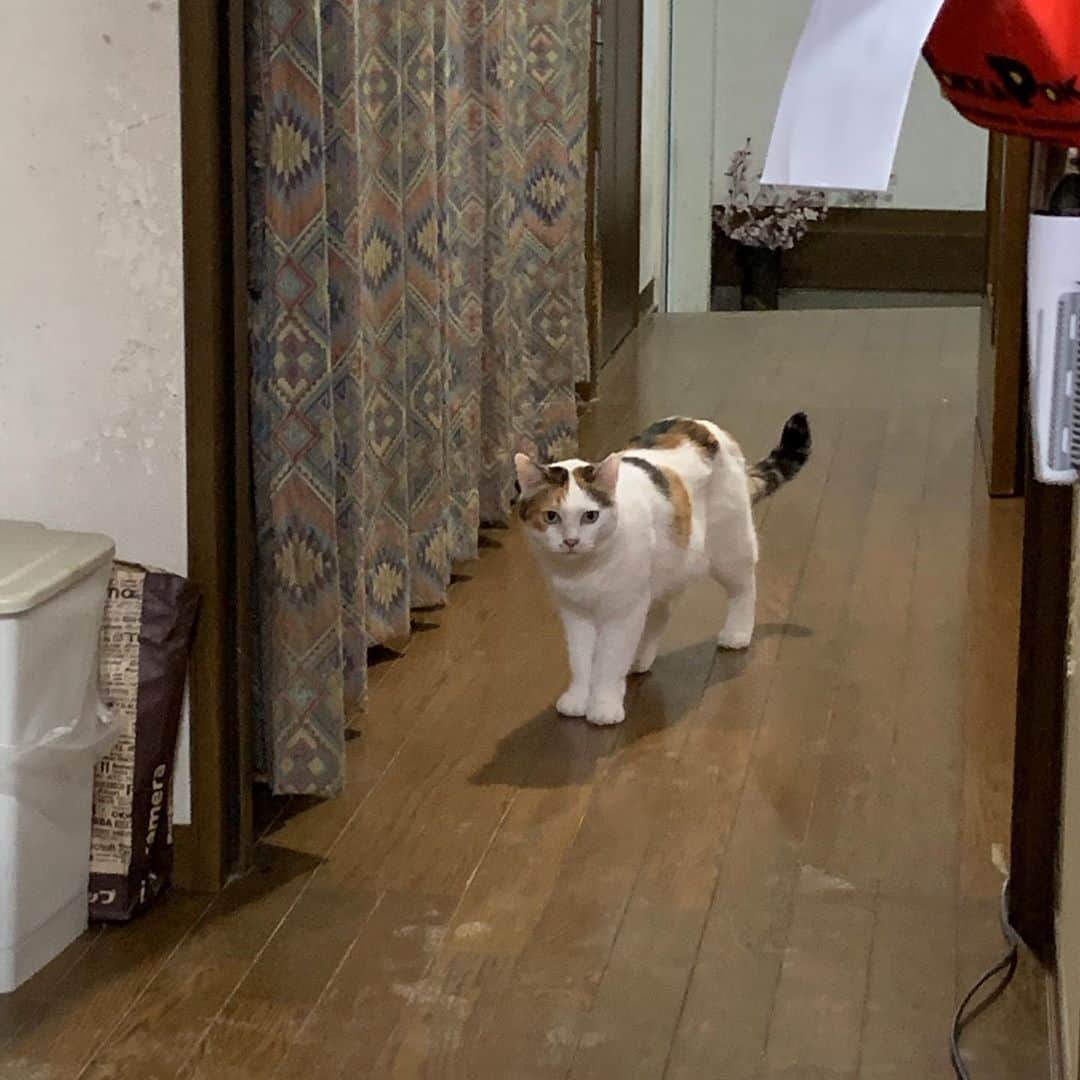 Kachimo Yoshimatsuさんのインスタグラム写真 - (Kachimo YoshimatsuInstagram)「おやおや〜 二人して降りて来たよ。 おいで、おいで〜！ バーバ見守り隊候補生😄 #うちの猫ら #猫 #ねこ #cat #ネコ #catstagram #ネコ部 http://kachimo.exblog.jp」10月4日 21時47分 - kachimo
