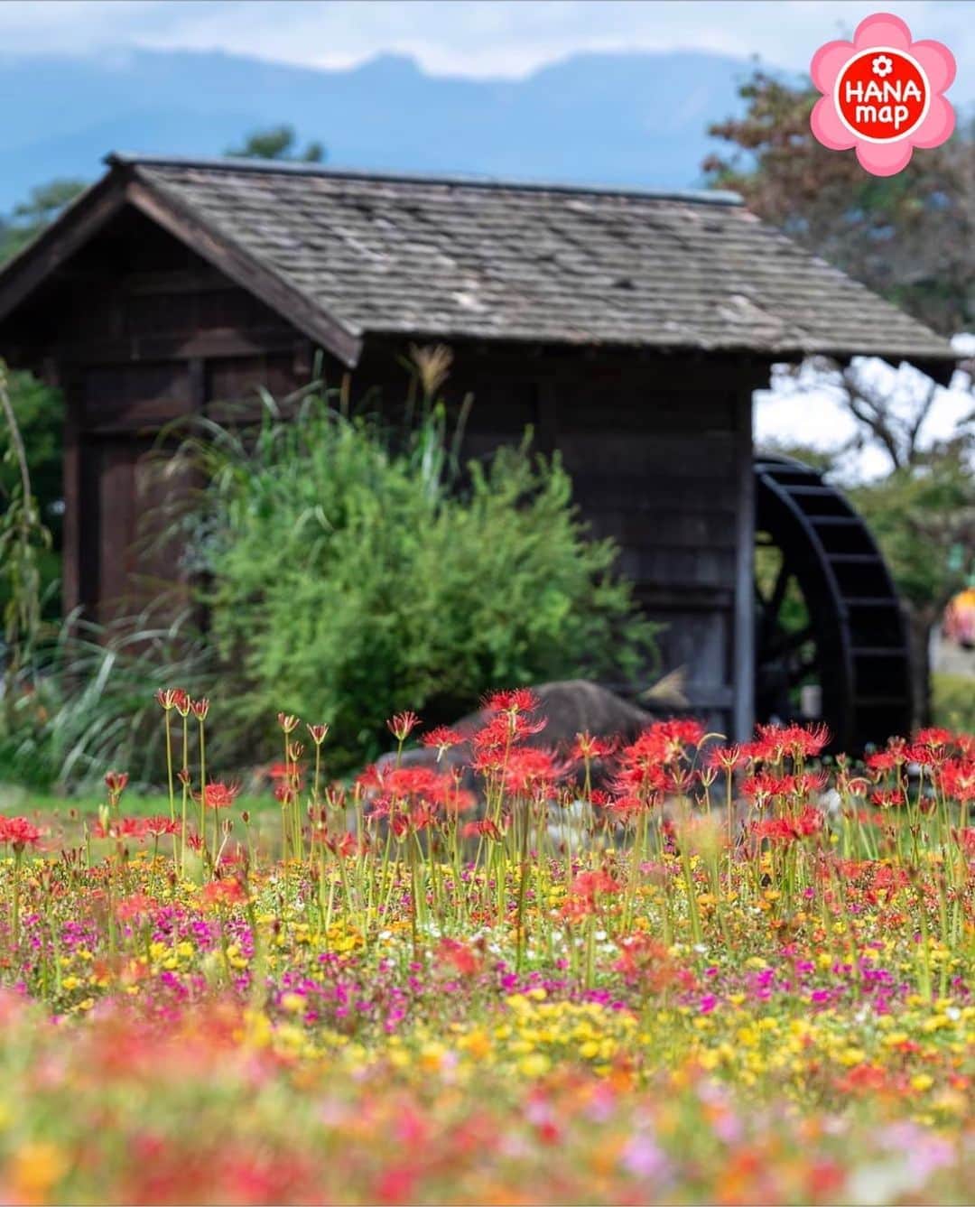 はなまっぷ❁日本の花風景さんのインスタグラム写真 - (はなまっぷ❁日本の花風景Instagram)「🌸はなまっぷ🌸 * @yuka_petit_bonheur さんの 花のある風景に花まるを💮 * ポーチュラカとコラボした可愛らしい彼岸花をありがとうございます😊🌸 * 福島　 #安達ヶ原ふるさと村 Nihonmatsu, Fukushima Pref. * 🌼彼岸花の花言葉📝🌼 情熱、また会う日を楽しみに * 見頃を過ぎている場所もご紹介しています。お出かけの際はHP等で最新の情報をご確認くださいね🙏🌸 * 🌸•••🌸•••🌸•••🌸•••🌸•••🌸 * いつも素敵なお花をありがとうございます😊 日本の花のある風景にタグ付けしてください🌸 お花があれば何でもOKです💓 * #はなまっぷ * #日本の美しい花風景#花のある風景#花#花言葉#風景#彼岸花#曼珠沙華#ポーチュラカ * 🌸••••••お知らせ••••••🌸 * 花の写真展に参加してみませんか？？ 詳細はプロフィール記載のHP内をご覧ください」10月4日 22時00分 - hanamap
