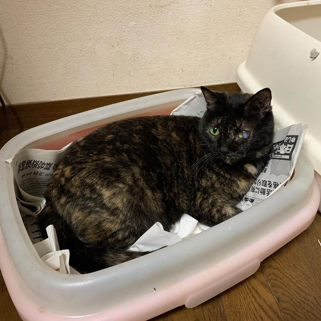 Kachimo Yoshimatsuさんのインスタグラム写真 - (Kachimo YoshimatsuInstagram)「ヒーさん、そこはベッドじゃないよ！ くつろぐ場所じゃないよ！ #うちの猫ら #ヒジキ #hijiki #猫 #ねこ #cat #ネコ #catstagram #ネコ部 http://kachimo.exblog.jp」10月4日 22時13分 - kachimo