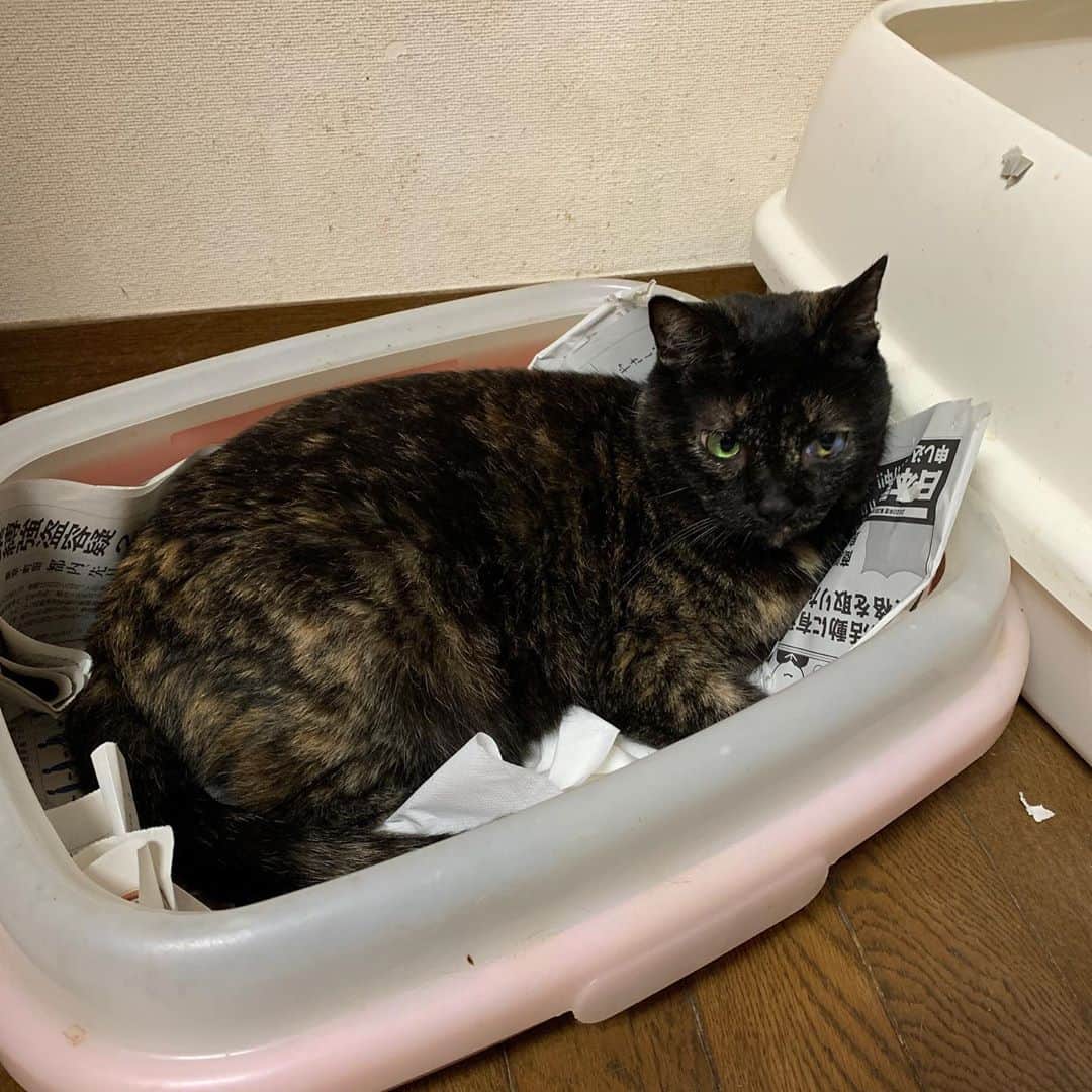 Kachimo Yoshimatsuさんのインスタグラム写真 - (Kachimo YoshimatsuInstagram)「ヒーさん、そこはベッドじゃないよ！ くつろぐ場所じゃないよ！ #うちの猫ら #ヒジキ #hijiki #猫 #ねこ #cat #ネコ #catstagram #ネコ部 http://kachimo.exblog.jp」10月4日 22時13分 - kachimo