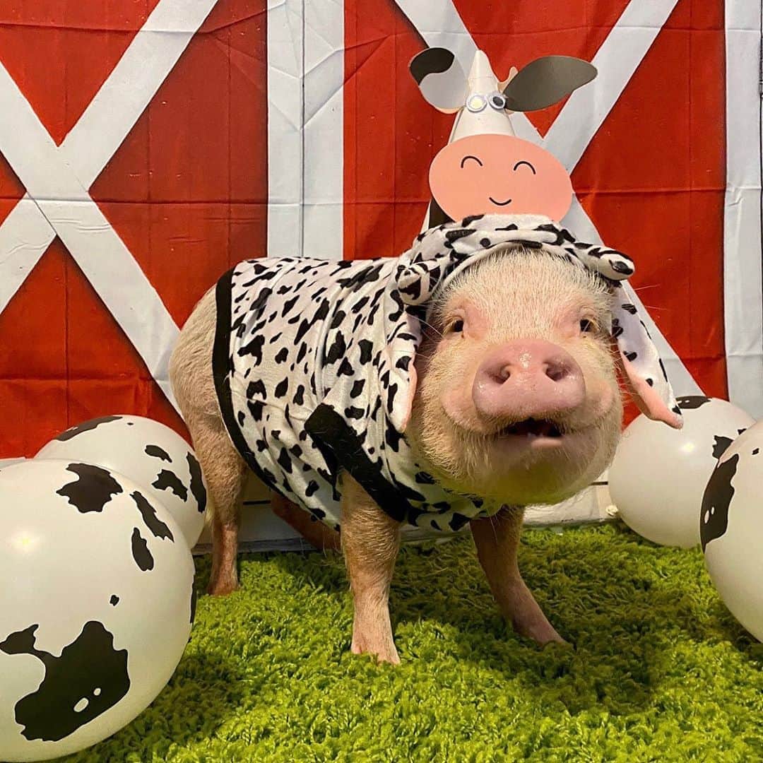 Priscilla and Poppletonさんのインスタグラム写真 - (Priscilla and PoppletonInstagram)「HAPPY THIRD BIRTHDAY PENN! You are becoming more and more like your cousin Pop every year, and we are so piggy thrilled you want to follow in his hoof steps and be a rescue farmer one day, too! All your farm friends can’t wait to celebrate with you at your party today! Hope you have a MOOvelous birthday! We love you till the cows come home!🐷🐮 #happybirthdaypenn #pennturnsthree #farmparty #PiggyPenn #birthdayboy #PrissyandPop」10月4日 22時29分 - prissy_pig