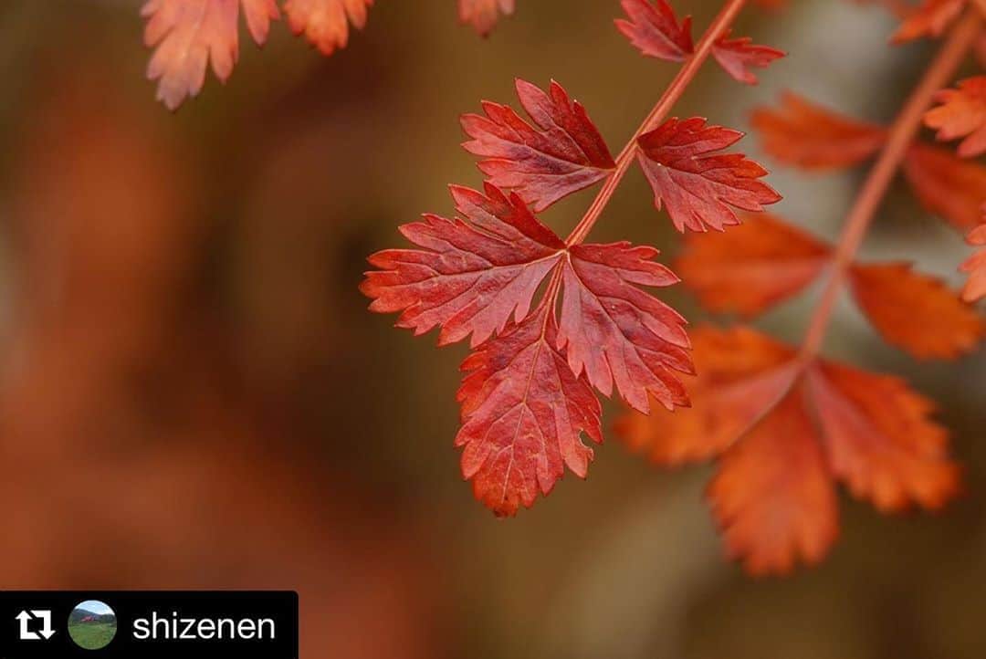 栂池高原スキー場さんのインスタグラム写真 - (栂池高原スキー場Instagram)「10月3日栂池自然園 草紅葉の中、真っ赤な低木がよく目につきます。 山の斜面の樹々の紅葉も見事ですが、足元も綺麗ですよ！  #いちばん美しいところ #栂池自然園 #長野 #小谷村 #栂池高原 #自然 #大自然 #自然が好き #山が好き #北アルプス #国立公園 #中部山岳国立公園 #星空 #高山植物 #風景 #絶景 #紅葉 #日本の絶景 #japan #nippon #nagano #otarivillage #nature #travel #trip #mountain #naturegram #shizenengram 自然園の公式サイトは@shizenenにリンクがあります。  #repost @shizenen」10月4日 22時26分 - tsugaike_kogen