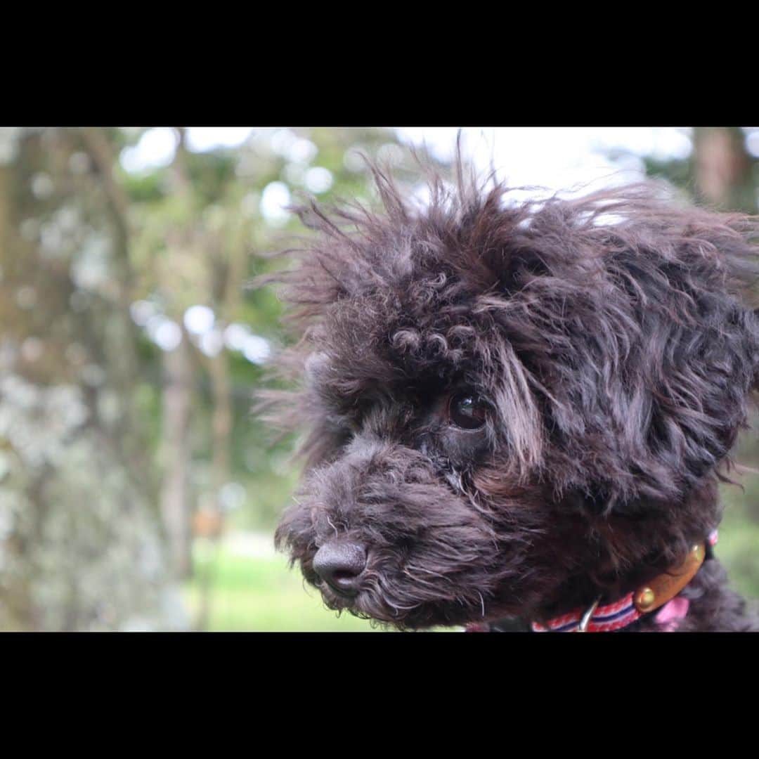 牧野由依さんのインスタグラム写真 - (牧野由依Instagram)「ドッグがただランするだけの動画。 . . . . #dog  #dogstagram #犬 #犬のいる暮らし #犬好きな人と繋がりたい #犬のいる生活 #犬バカ部 #わんことお出かけ」10月4日 22時32分 - yui_makino0119
