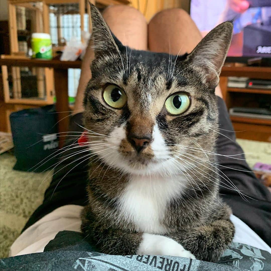 takegaeruのインスタグラム：「お腹にどっしりてんちゃん😸 #猫 #cat #よもねこ #よもぎねこ #キジトラ #きじとら」