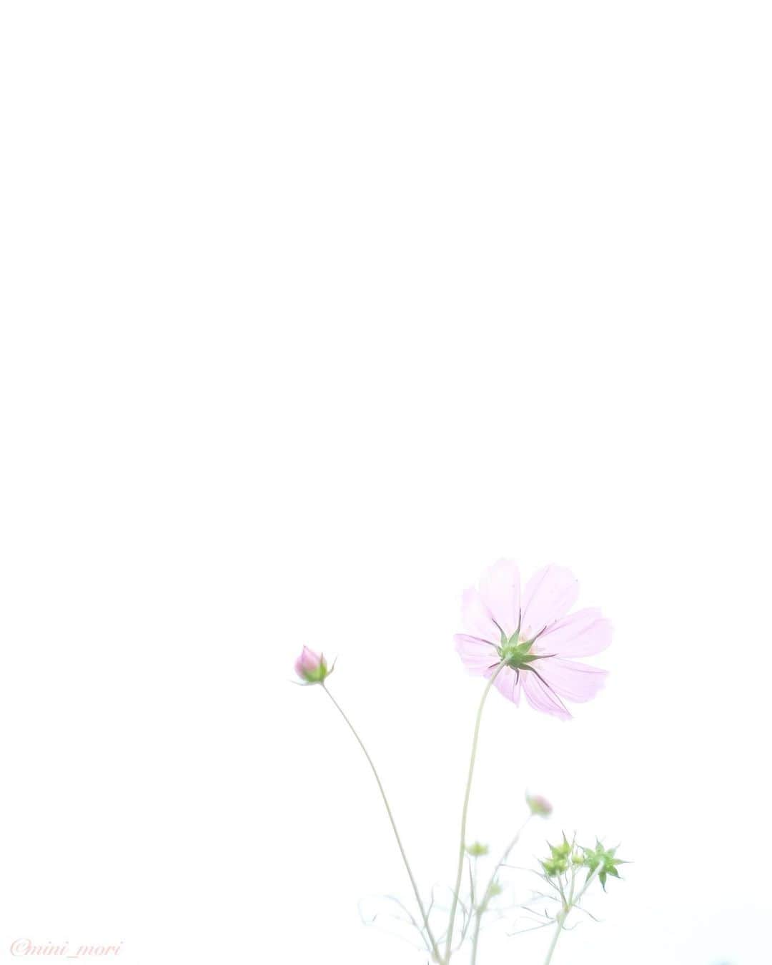 ☀もり、のインスタグラム