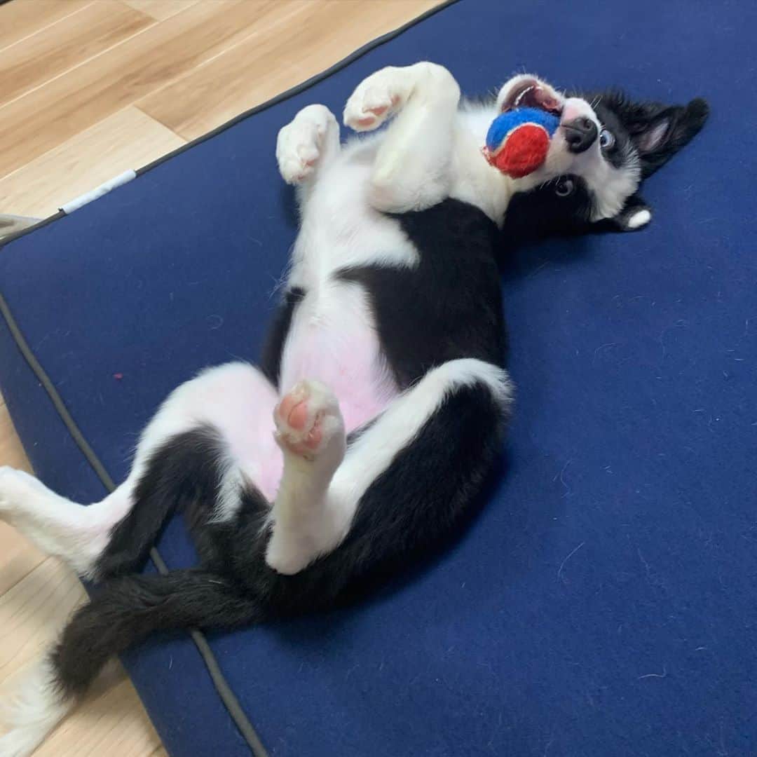 環奈（長沢菜々香の飼い犬）のインスタグラム：「Doggybo気に入ってくれた☺️  #ボーダーコリー」