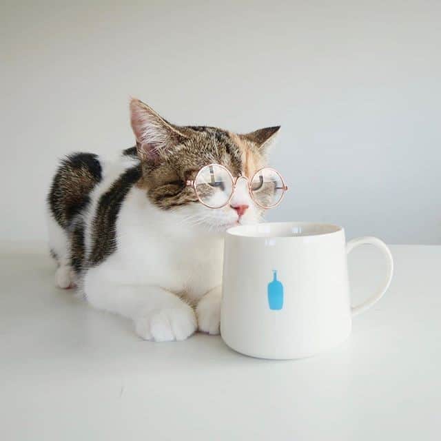 Blue Bottle Coffeeさんのインスタグラム写真 - (Blue Bottle CoffeeInstagram)「It’s time to revive this little-used hashtag, don’t you think? #catsofbluebottle #bluebottleathome 📸  @hinata.day⁠」10月5日 0時01分 - bluebottle