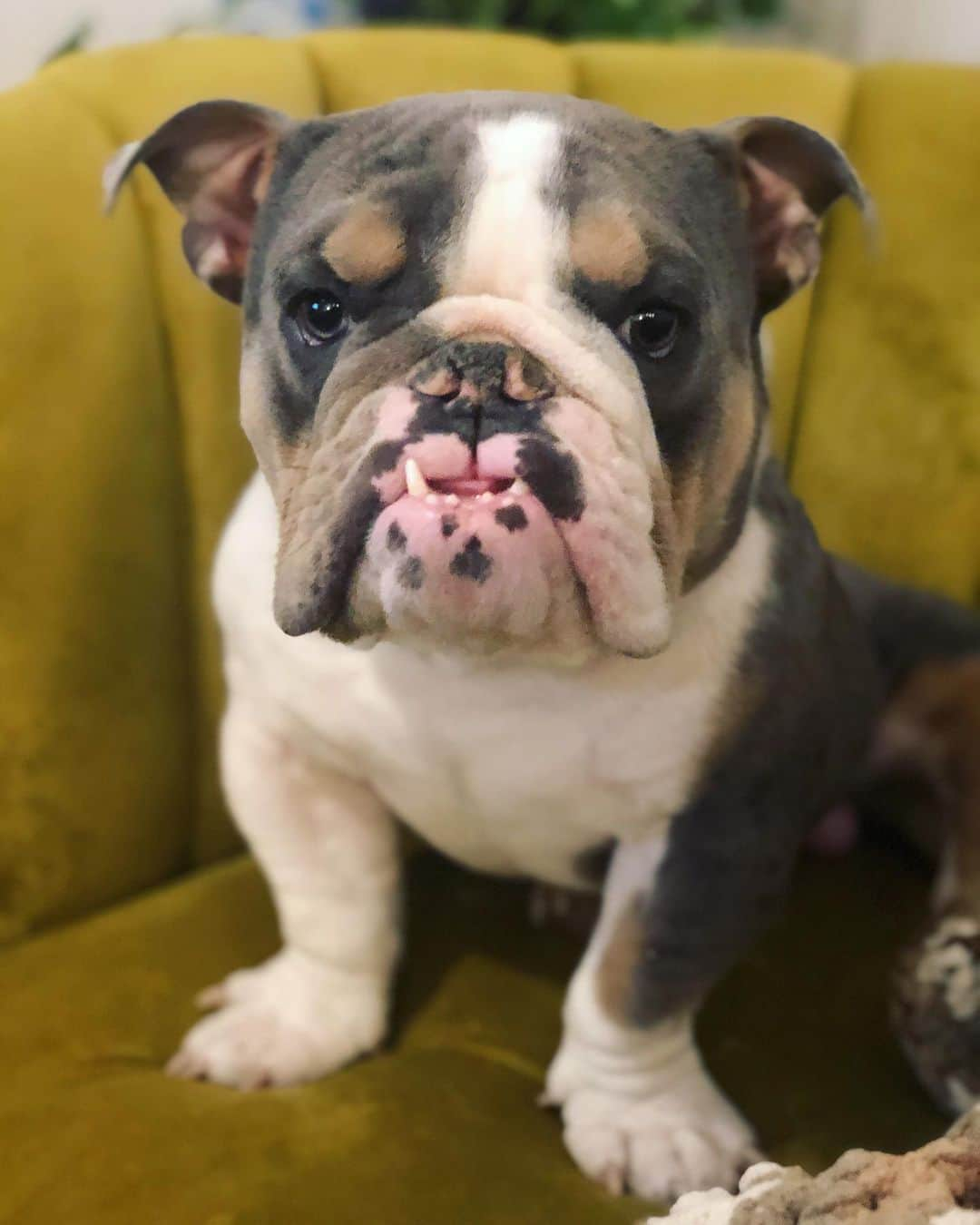 Bodhi & Butters & Bubbahさんのインスタグラム写真 - (Bodhi & Butters & BubbahInstagram)「Wait mom...did you say BRUNCH!!! 🥞  . . . . . #bulldog #brunch #sunday #positivevibes #morning #sundayfunday #mylove #mylife #cute #boy #dog #momlife #snuggles #dogsofinstagram #bestoftheday #smile #happy」10月5日 0時31分 - keonistuff