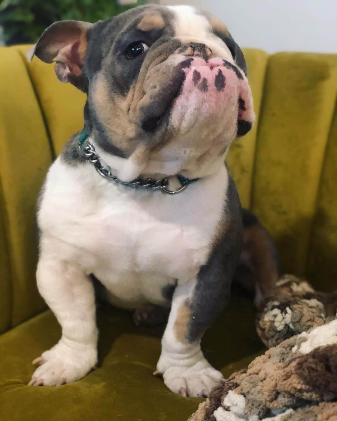 Bodhi & Butters & Bubbahさんのインスタグラム写真 - (Bodhi & Butters & BubbahInstagram)「Wait mom...did you say BRUNCH!!! 🥞  . . . . . #bulldog #brunch #sunday #positivevibes #morning #sundayfunday #mylove #mylife #cute #boy #dog #momlife #snuggles #dogsofinstagram #bestoftheday #smile #happy」10月5日 0時31分 - keonistuff