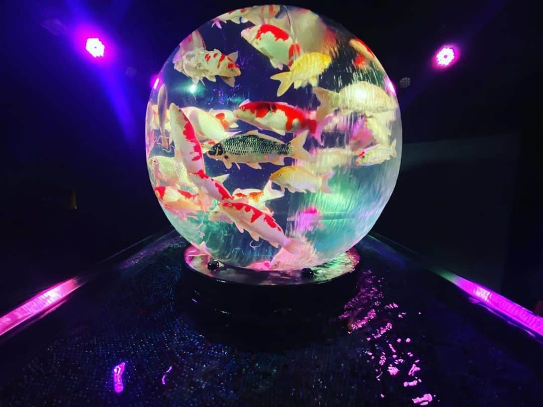 火口秀幸のインスタグラム：「#アートアクアリウム美術館 これは、素晴らしい 長年　各地で　開催されてきた #金魚 と #アート の #コラボレーション ついに　東京　#日本橋　に。 これ、本当に　素晴らしい #生命 の凄さ　#彩り　#光　#音　#空間  なんと　#幻想的 なのでしょう😃 #吉本坂46 #RED #HideboH」