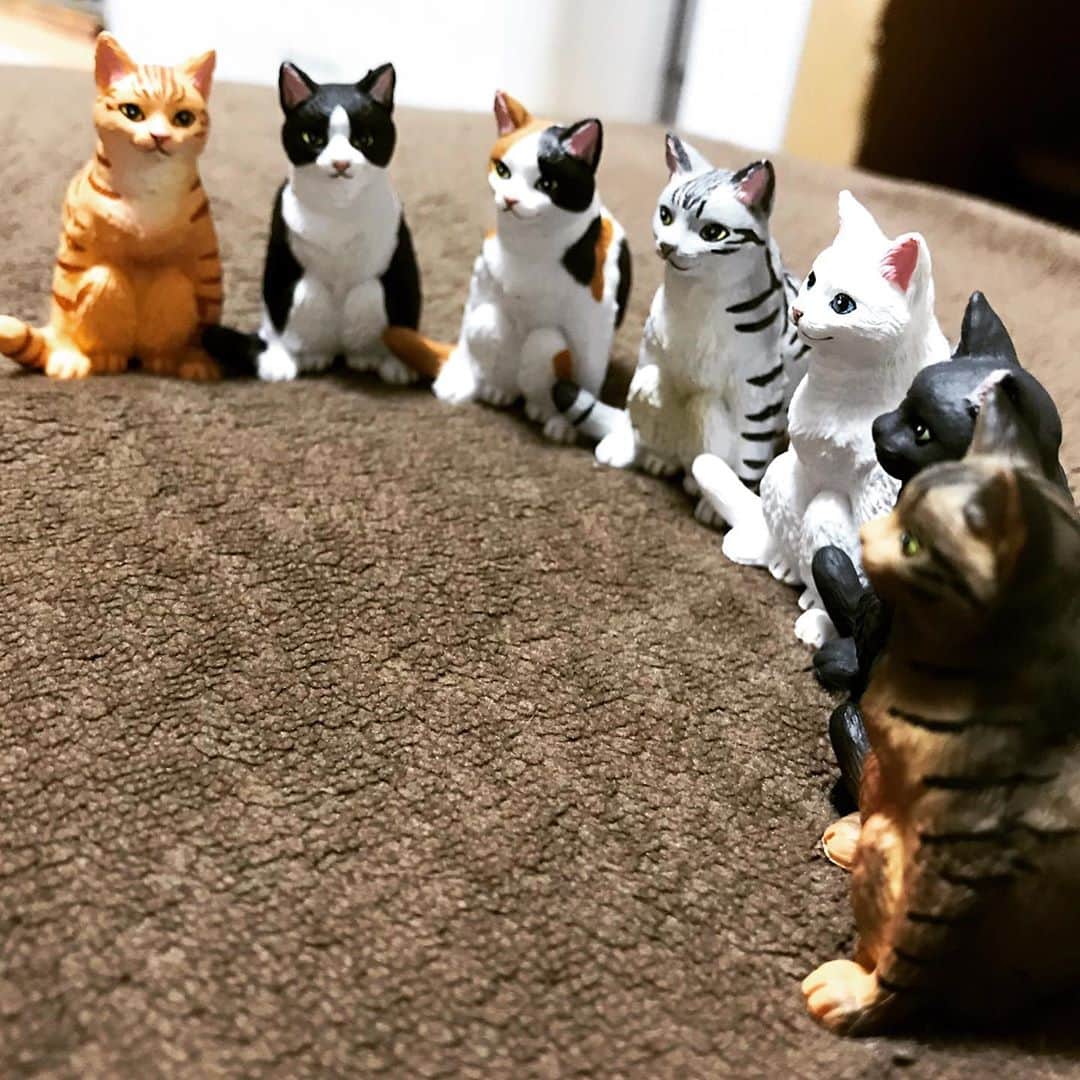 小森高博のインスタグラム：「しゃがむねこ。コンプ。」