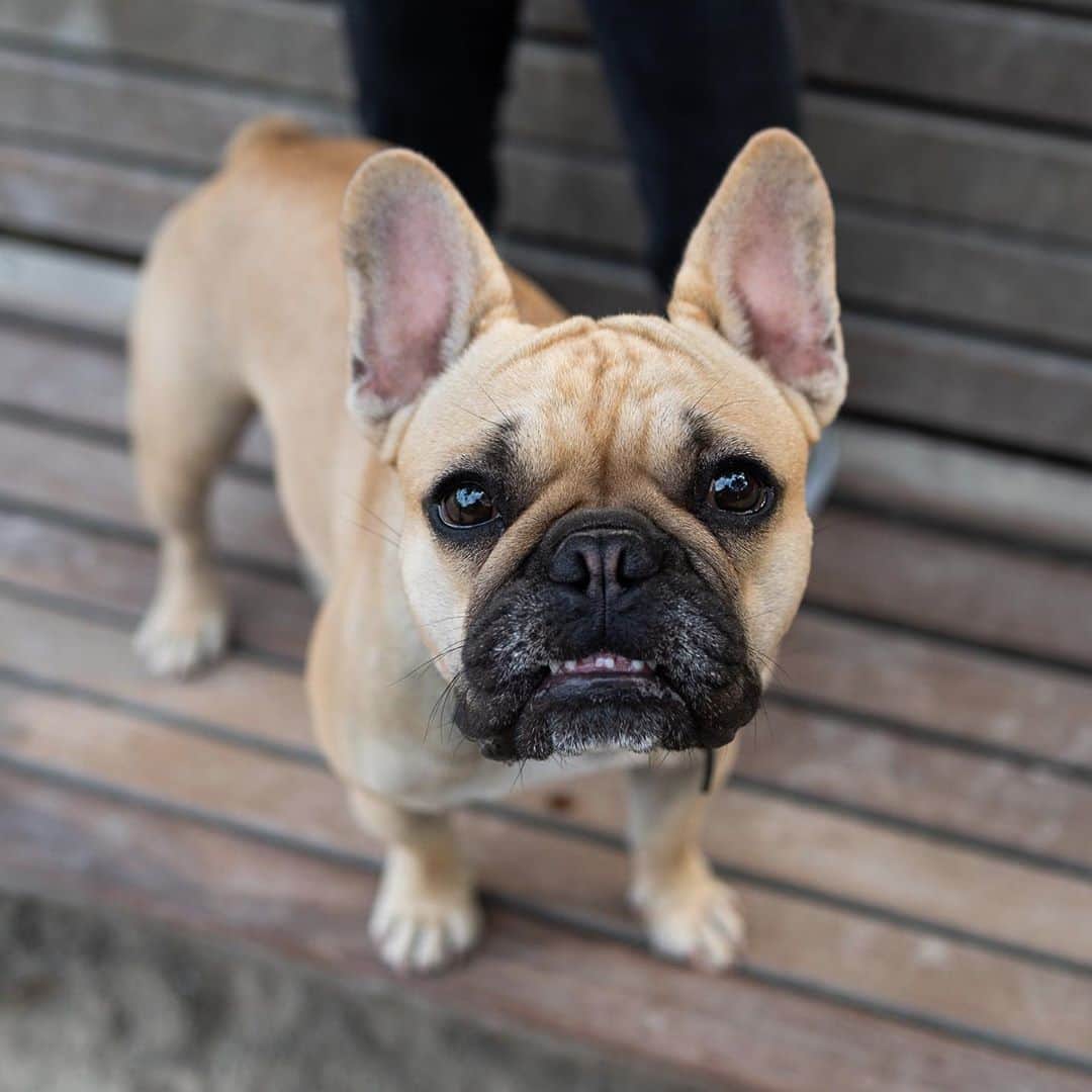 The Dogistさんのインスタグラム写真 - (The DogistInstagram)「Theo, French Bulldog (1 y/o), Washington Square Park, New York, NY • “He loves to go on the subway and stops to listen to live music. He also drags his bed around and tries to tear it apart.” @goodboytheo1」10月5日 6時48分 - thedogist