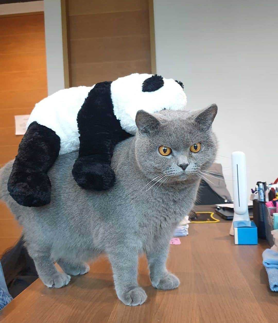 Aww Clubさんのインスタグラム写真 - (Aww ClubInstagram)「After your best friend says bro, I don't get drunk⠀ ⠀ 📷@hugohuskybrothers⠀ ⠀ #meowed #hugohuskybrothers #BSH #britishshorthair #doll #」10月5日 2時00分 - meowed