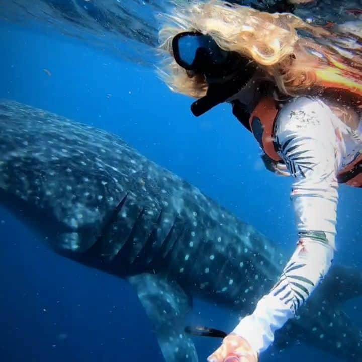 アリサ・ラモスのインスタグラム：「STOP scrolling, read, and share if you ever want to be able to swim with whale sharks in the future! . I have TWO very important things to say and I have faith in you good people and travelers to actually listen and help spread the word. . 1. Today is officially 30 days until elections. For any of my fellow digital nomads, expats, or travelers who will be overseas until after Nov 3 who have not received their ballots, please go to FVAP.com and fill out, print, sign, and send in a Federal Write in Absentee Ballot. Step by step instructions are on my blog mylifesamovie.com! . Please send this info to anyone you know overseas who can vote! And please vote for the party who has a goal of working to combat climate change! (Cough Jomala). . 2. It has been announced that new covid vaccines will require the killing of over 500,000 sharks (including whale sharks) because they use something called squalene which is an oil found in their livers. HOWEVER squalene can also be produced sustainably in labs, which has been proven already in California! Evil people opt for sharks because it's easier and cheaper, but with an already declining shark population, this could be seriously detrimental!  . Please sign the petition on my stories against this mass killing, share this fact with others, and always be sure to check the ingredients of health supplements! You'd be surprised to see even some vitamins use shark in them!! . I was fortunate to swim with whale sharks off of Isla Mujeres, where they come to feed naturally from July to October, without any human hand feeding disruption. I would absolutely hate to see a decline in their numbers because of the above mentioned things!  . Share, talk about it, DO SOMETHING to help!! That's the only way to get things done! Don't just sit back and watch other people do it!  If you've ever used a Be The Change quote, then actually do something to be it! . Thank you for your time, have a lovely Sunday...after you sign the petition and make sure you are all set and ready to VOTE!  . . . #bethechange #vote2020 #jomala #bidenharris2020 #whaleshark #sharklover #savethesharks #climatechange #islamujeres #mexico」