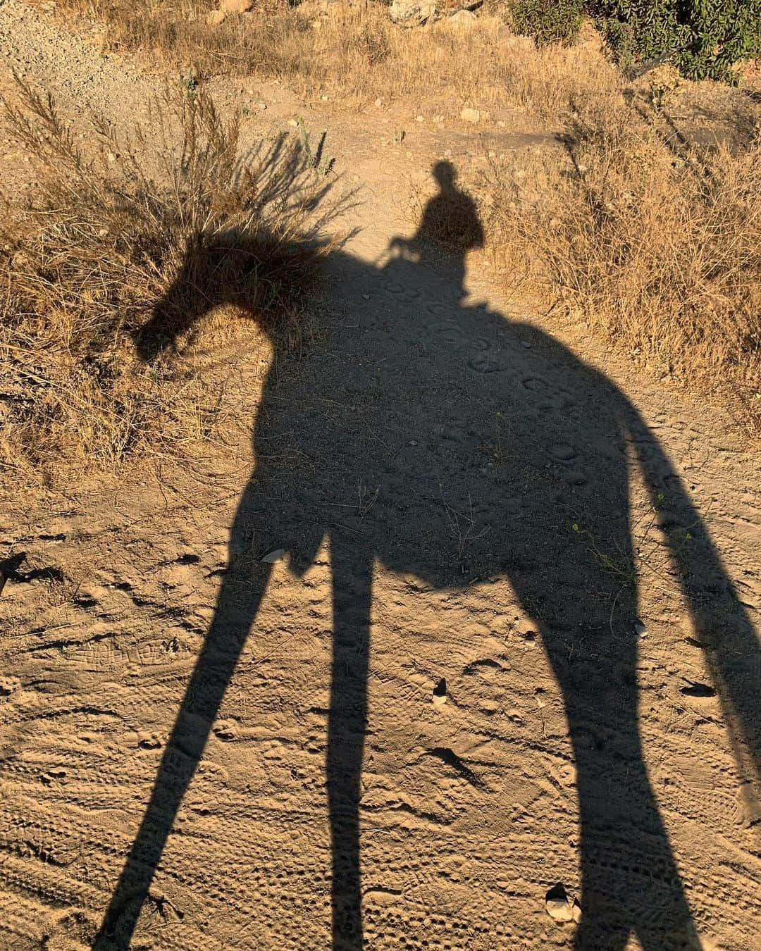 キャロリン・マーフィーさんのインスタグラム写真 - (キャロリン・マーフィーInstagram)「🐴🤠」10月5日 2時47分 - carolynmurphy