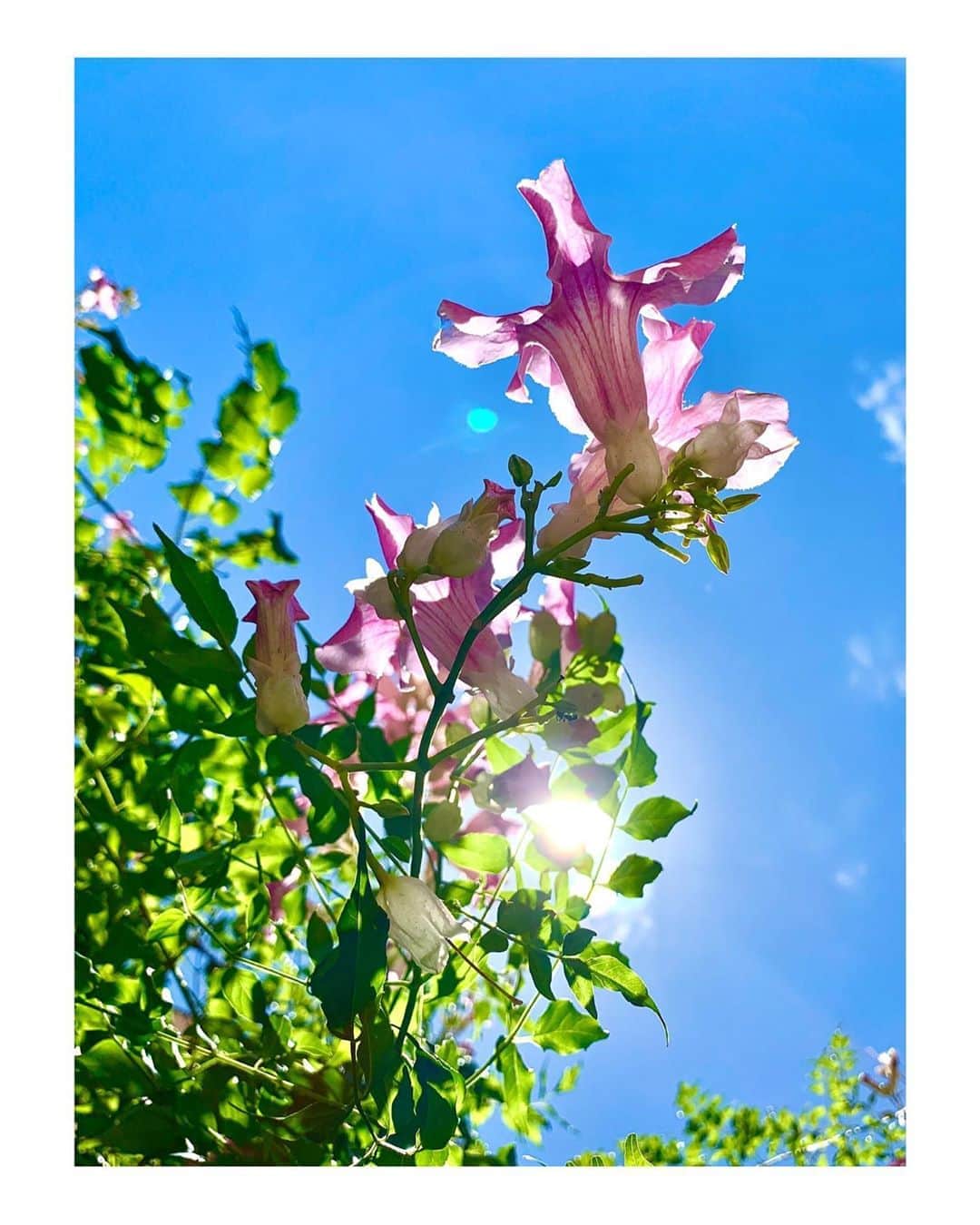 ジュリアナ・パエスのインスタグラム：「Primavera! Eu te amo!!! 🌸 #primavera #spring」