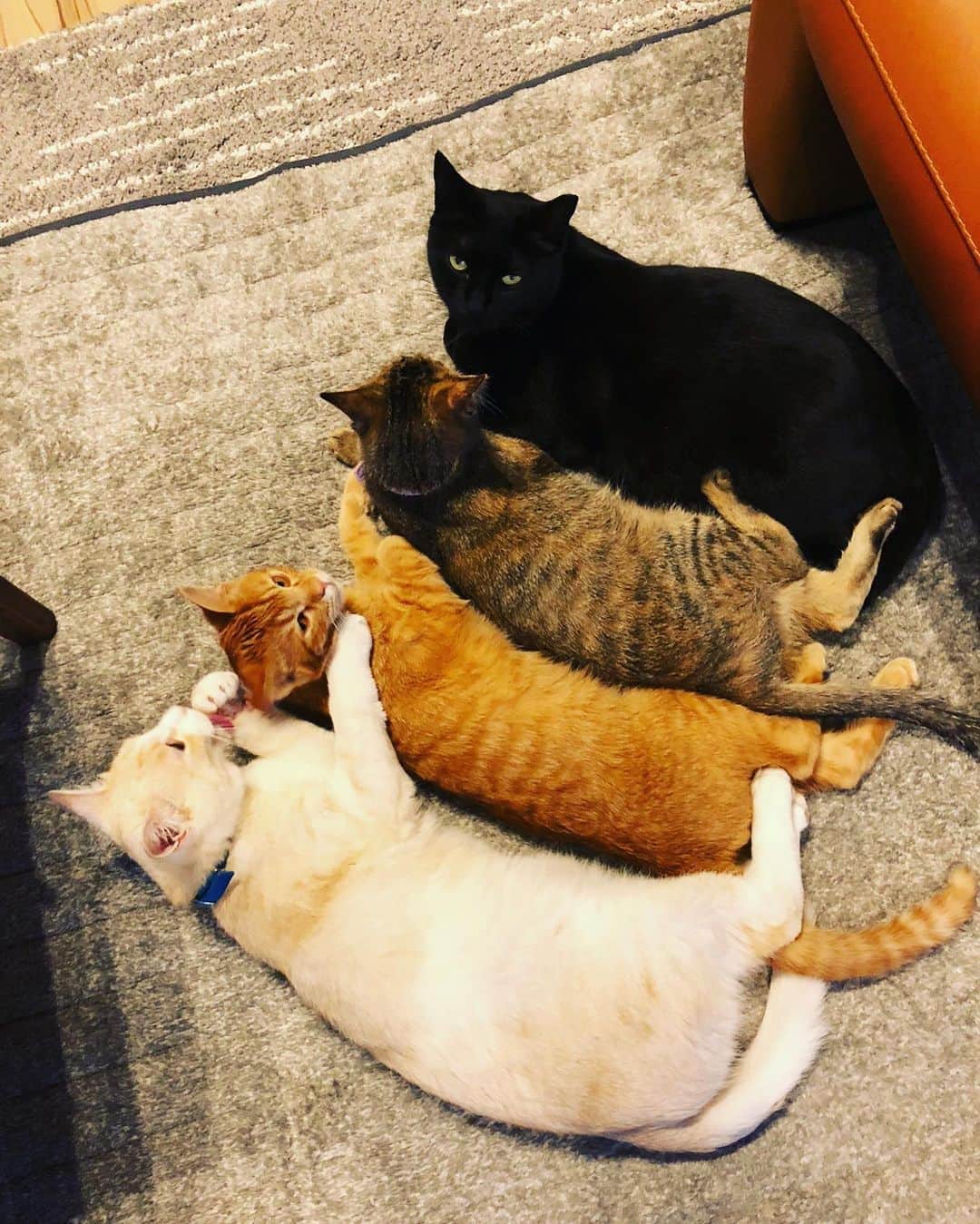 ストラッサー起一のインスタグラム：「懐かしい写真📷 みんな元野良猫、保護猫やから余計に想い入れが強い。 またこうやって一緒に過ごせる日を夢みて お父ちゃん頑張るからね👍  そしていつも心の中で弱音吐いてごめん。 お前らは全部お見通しやもんな。 そろそろ現実を受け入れれるように努力するね⭐️ みんな、おやすみ😽  #野良猫 #保護猫」