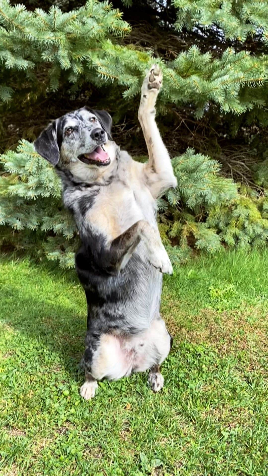 Emily McCrackenのインスタグラム：「Hello, from George! #muttadventures #weekly」
