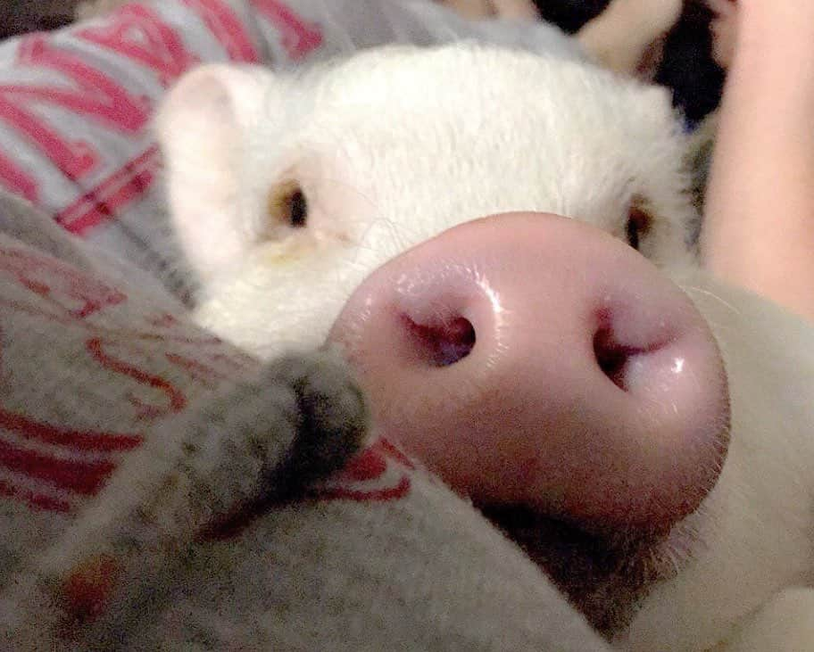 Hamletのインスタグラム：「Sometimes a good snuggle is all you need to make you feel better. 🐽💕 #SnuggleSunday」