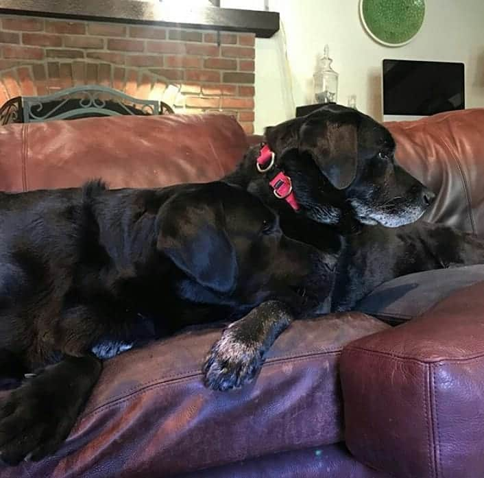 World of Labradors!さんのインスタグラム写真 - (World of Labradors!Instagram)「"This is my sister, Twink. She's 10 years old and finally starting to accept all my puppy love." - @macklyn_b」10月5日 4時56分 - worldoflabs