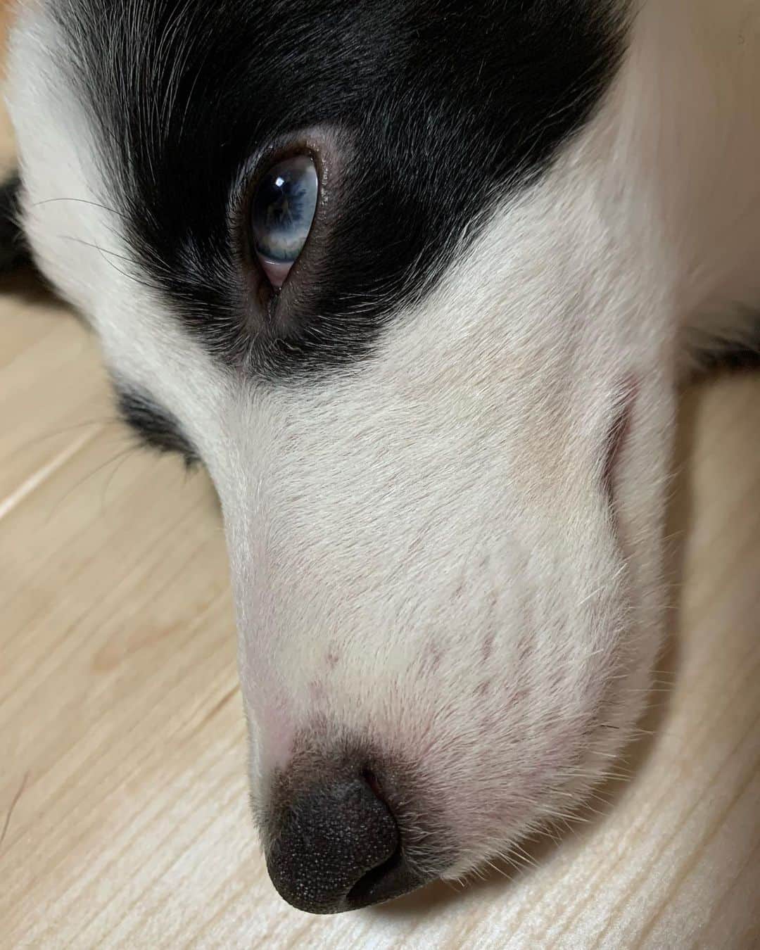 環奈（長沢菜々香の飼い犬）のインスタグラム：「綺麗なおめめ👀  #ボーダーコリー#犬#dogstagram #dog #いぬすたぐらむ #いぬすた」