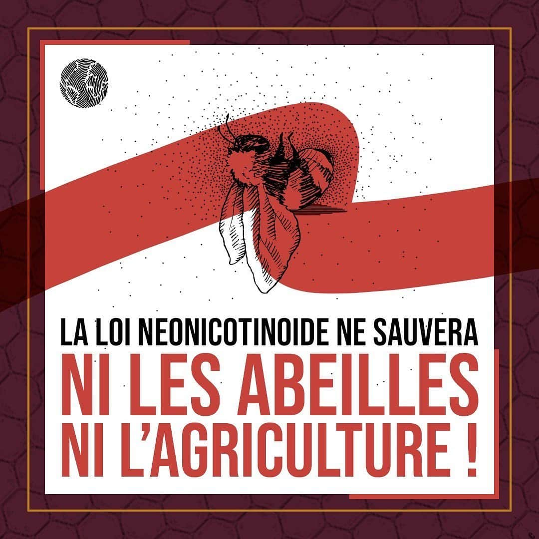 マリオン・コティヤールさんのインスタグラム写真 - (マリオン・コティヤールInstagram)「Franchement désespérant!!! #repost @fondationnh ・・・ Aujourd'hui, un projet de loi pour permettre une dérogation à l’interdiction des néonicotinoïdes, un pesticide tueur d'abeilles, est discuté à l'Assemblée Nationale. Pourquoi s'y opposer ?  1 - Les néonicotinoïdes ont des effets délétères avérés inacceptables sur les insectes pollinisateurs et sur la biodiversité 2 - Les solutions alternatives au recours de ces produits dangereux existent 3 - L’opinion rejette massivement ce recul inacceptable proposé par le gouvernement.  ⛔️ Non aux néonicotinoïdes ! ⛔️ #environnement #néonicotinoïdes #agriculture #abeille #nature #savethebee #naturelovers #biodiversité #pesticides #pollinisateurs」10月5日 16時00分 - marioncotillard