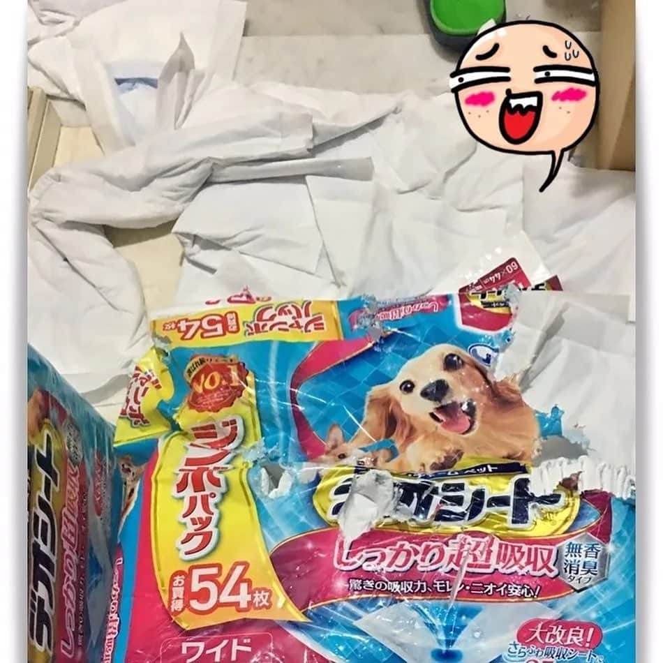 犬小屋??さんのインスタグラム写真 - (犬小屋??Instagram)「今日は、まーちゃんの命日。 性悪キャバ嬢でもあったけれど、悪戯大魔王でもありました💦 可愛い顔して、お留守番時は、色々やらかしてくれて💦 今では、それさえも愛おしい想い出となっています。  #chihuahua  #悪戯っ子  #まぴすたぐらむ #チワワ #チワワのいる暮らし  #想い出pic  #犬小屋 #ちわわ大好き  #命日  #ファインダー越しの私の世界  #いぬのえ工房familia」10月5日 14時49分 - tiwa1109