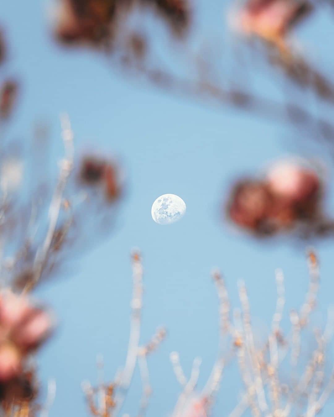 Nikon Australiaさんのインスタグラム写真 - (Nikon AustraliaInstagram)「"This was taken in the backyard of a late afternoon. It was pure coincidence I saw the moon rising, so I quickly ran into the house and grabbed the camera! But I did think to myself, how can I make this different? We have a beautiful tree in our back yard, so I used this to frame around the moon and create what you see.  I love the vibration reduction feature the 70-200mm 2.8 offers. I was able to shoot this hand held with a good result!" - @patricksflicks   Camera: Nikon D810 Lens: AF-S NIKKOR 70-200mm f/2.8G ED VR II Settings: f/5  1/500s  ISO 100  #Nikon #MyNikonLife #NikonAustralia #NikonD810 #Moon」10月5日 7時00分 - nikonaustralia