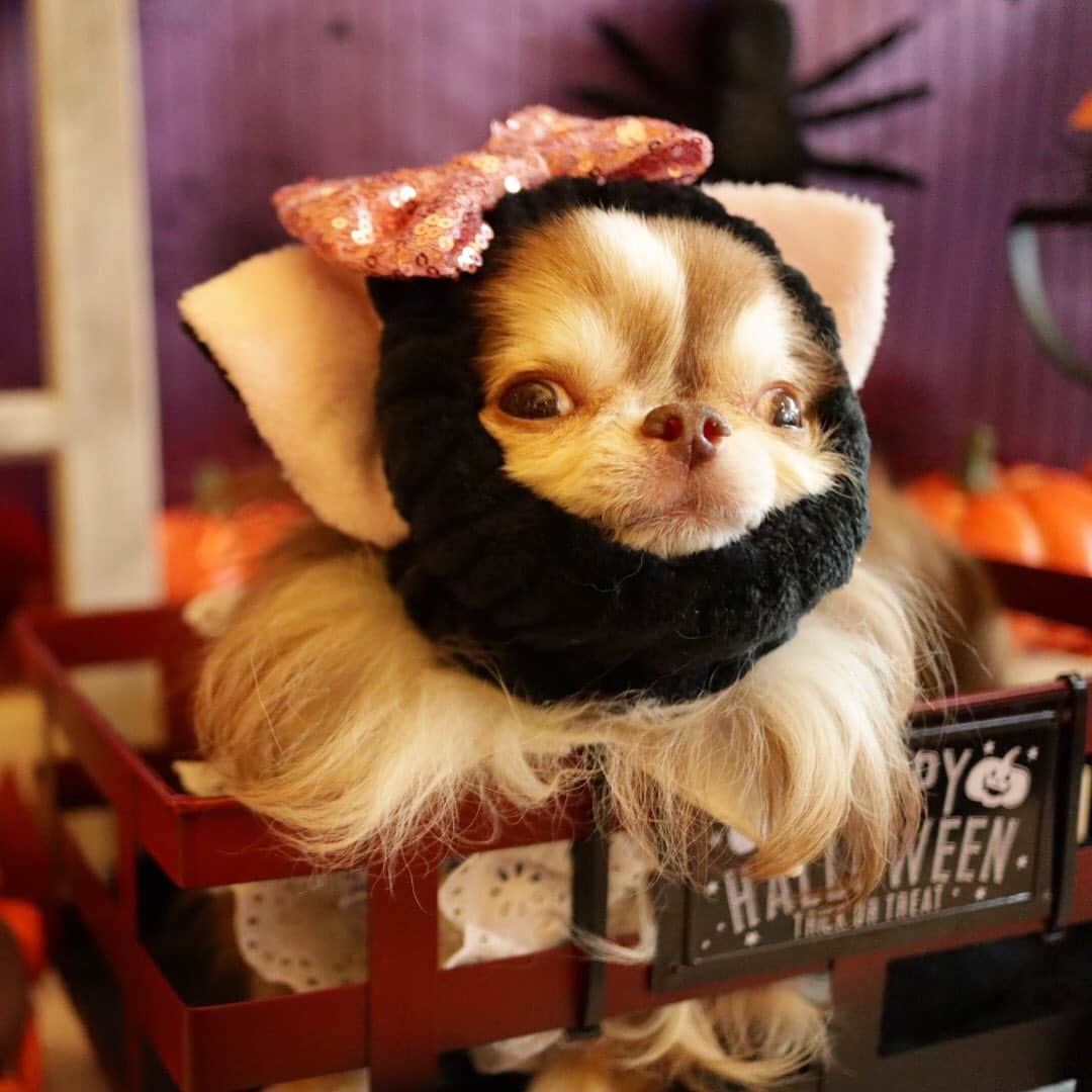 kayoのインスタグラム：「* * * 普段からネコに間違われがちな らいちん😸 * * お友達ににゃんこスヌード借りてみたら更にネコみたいになっちゃった😂😺 * * Lychee💓😺 * * #ネコ疑惑 * #chihuahua#chihuahualove#dogstgram#dog#instadog#チワワ#チワワ大好き#チワワのいる暮らし * * *」