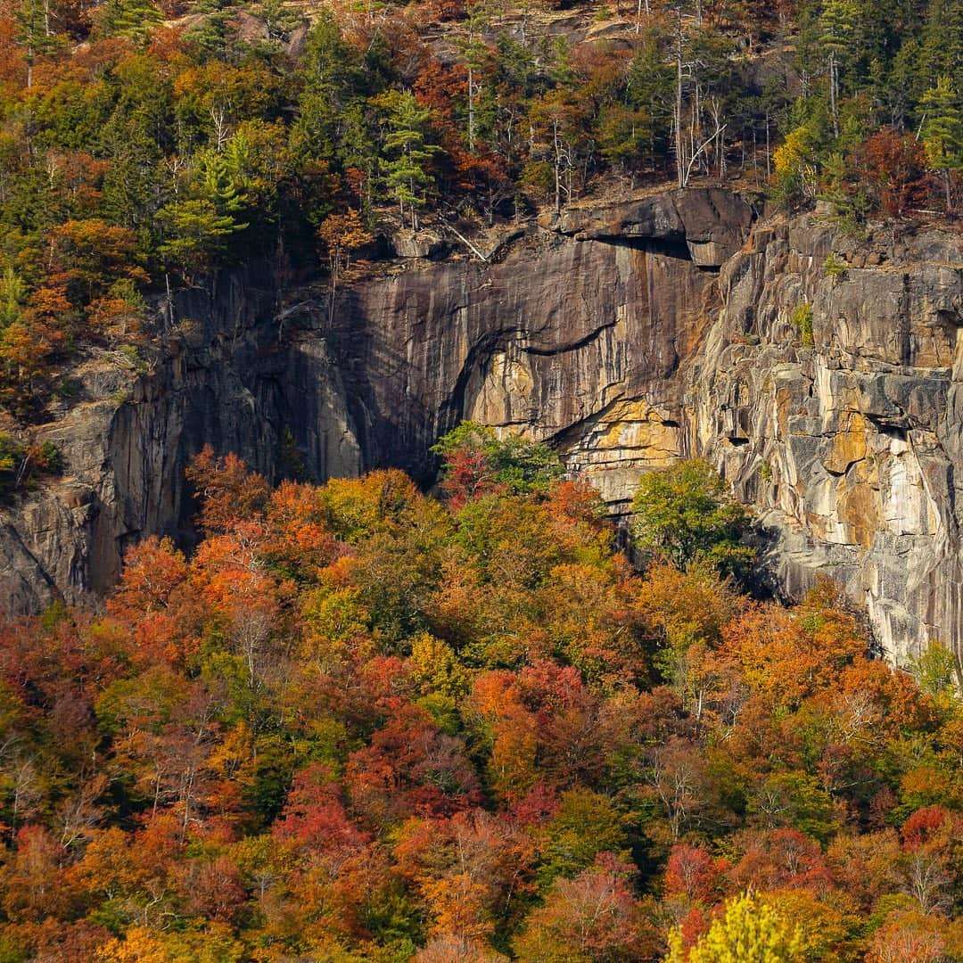 Tim Lamanさんのインスタグラム写真 - (Tim LamanInstagram)「Photos by @TimLaman.  The fall colors in New England are spectacular right now!  Yesterday I went hiking up in the White Mountains of New Hampshire and here are a few shots from the day.  If you live near anywhere where its fall right now, do get out and enjoy the colors and great hiking weather!  See my son @RussLaman’s feed for more shots from our hike as well.  #fallcolors #NewHampshire #WhiteMountains #Hiking  . . . If you are interested in fall themed prints, check out my Walden Pond collection in my online gallery at link in bio or www.timlamanfineart.com」10月5日 7時30分 - timlaman