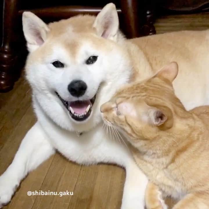 のインスタグラム：「今朝の散歩は曇りの予報が、途中で雨がパラついたりしたけど、どうにか濡れずに帰宅🏠🐕🐕‍🦺 *  寅次朗はまたしても、散歩直後でまだ息の荒い岳に舐め回しを迫り、甘えまくっていま〰️す😸😻😽🐕👅 *  甘えん坊将軍のお出ましです😹 *  岳に優しくお耳を舐めて貰ったあとは、恒例の寅次朗チェック😼 *  月曜日からやりたい放題の寅次朗ﾃﾞｽ😺 *  皆さん、今週も元気に頑張りましょう~💪 🐾----*----*----*----🐾 Torajiro urges Gaku, who is still breathless shortly after a walk, to lick his ears😼🐕👅 🐾----*----*----*----🐾 #柴犬 #岳 #柴犬岳 #柴犬ガク#gaku #shibainugaku #shiba #shibainu #shibastagram #いぬすたぐらむ #dogsofinstagram #寅次朗 #茶トラ #まるどら #gingercat  #にゃんすたぐらむ #岳と寅次朗 #catoftheday  #pecoいぬ部 #pecoねこ部 #pecotv #ワンフルエンサー #ニャンフルエンサー  #Hermoso #weeklyfluff #🐕📷 #dailyfluff #甘えん坊将軍  #舐め回し #20201005」