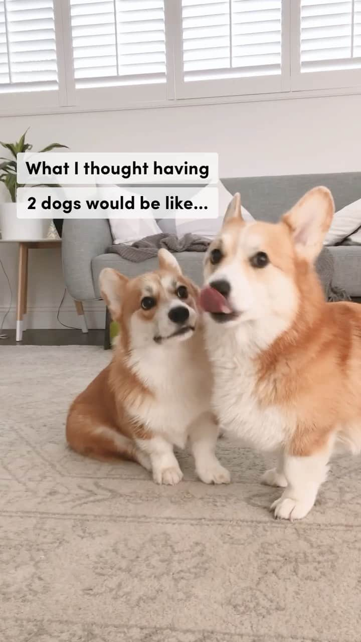 Geordi La Corgiのインスタグラム