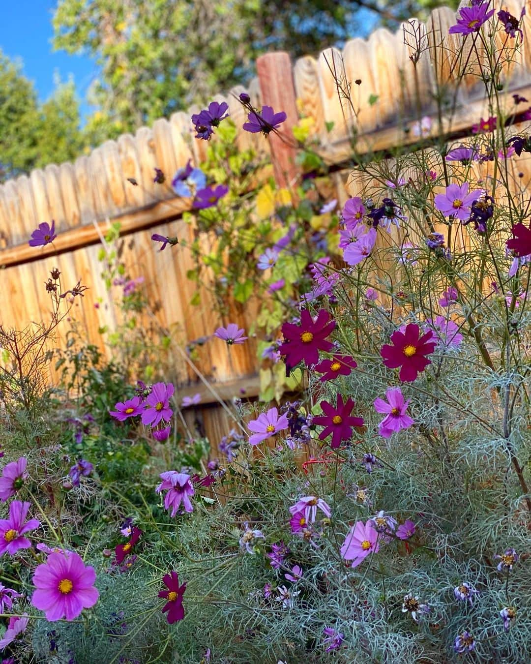 クリスのインスタグラム：「お庭のお花達🌸　最後かも」