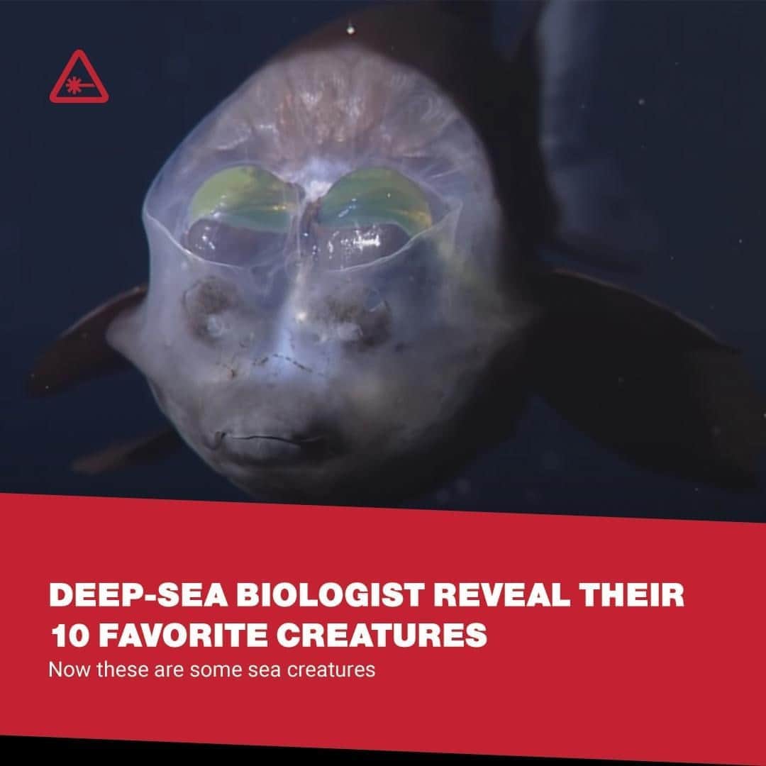 クリス・ハードウィックさんのインスタグラム写真 - (クリス・ハードウィックInstagram)「A group of deep-sea biologists from the Monterey Bay Aquarium Research Institute has come out with a “Top 10” list of oceanic creatures. ⁠ link in bio」10月5日 8時01分 - nerdist