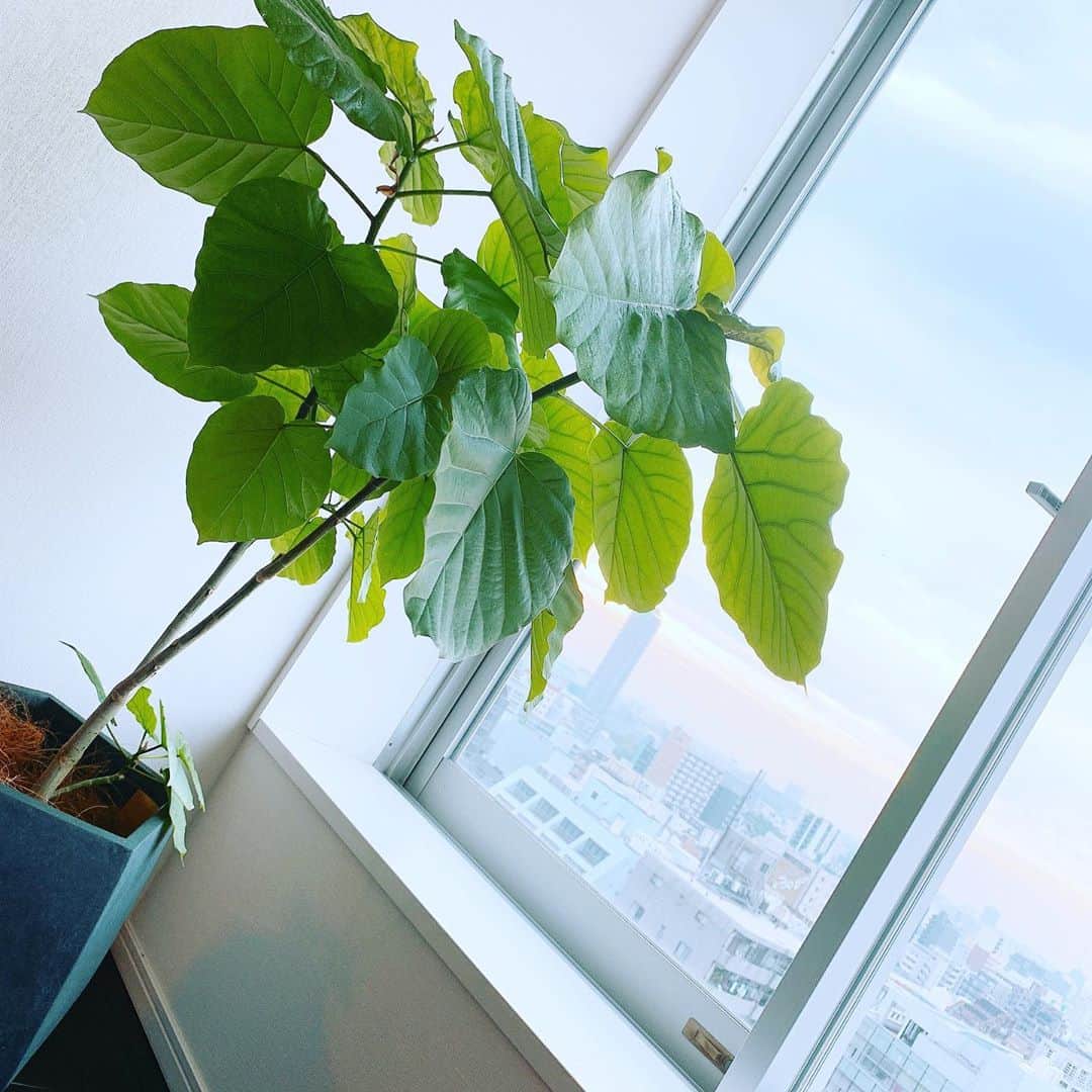 仁田宏和のインスタグラム：「幻想的な朝  #観葉植物 #観葉植物のある暮らし  #朝  #幻想的」