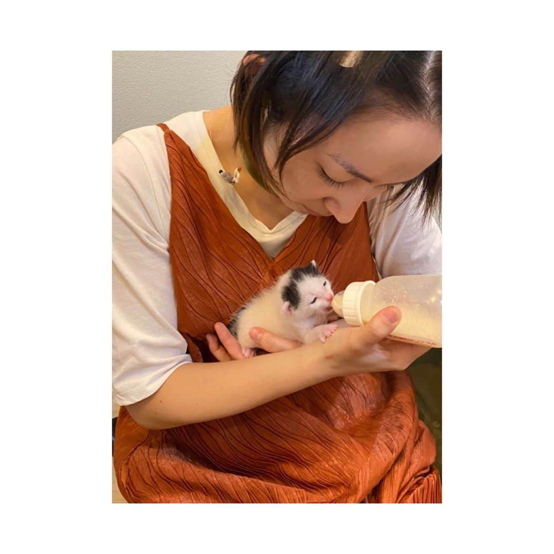 のインスタグラム：「... おはようございます🌼 いつのまにか10月に入り、 空気もひんやり秋の匂いがしてきました🍁 あまり無理をせず、のんびり過ごしたいな🍠🌰🎃 ' 先日福嶋さんのとこの寅之介に会ってきました🐯 まだ生後2週間なの🥺❤️ 一生懸命ミルクを飲んで、 一生懸命鳴いてる姿が尊すぎる… 母性が溢れ出てしまって、 私は乳母みたいになっていました🍼😉(写真参照)」