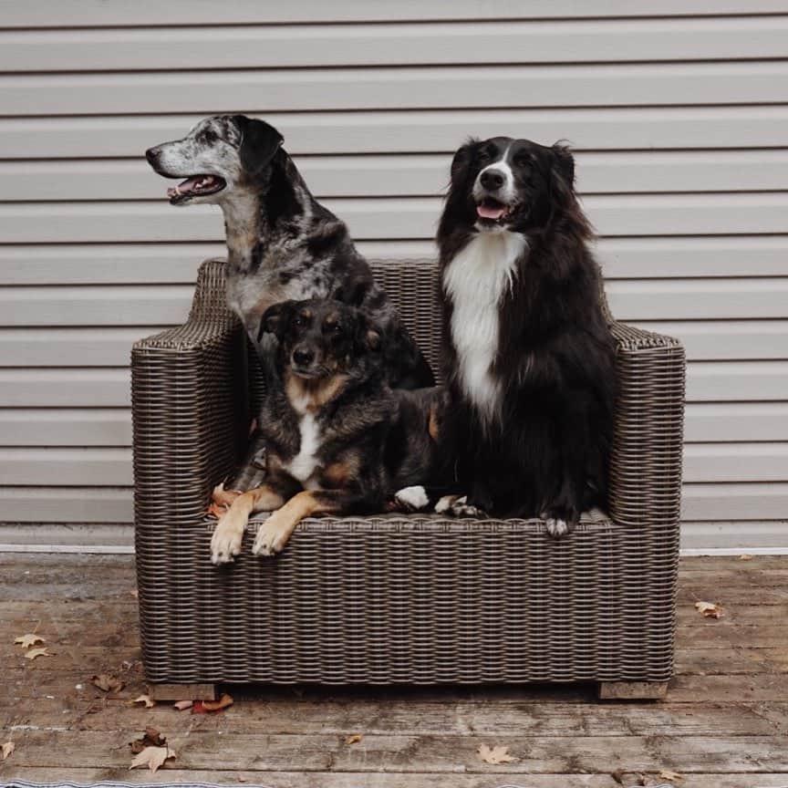 Emily McCrackenのインスタグラム：「Pups helping us put away all the patio furniture for the season. 😭🐶#winteriscoming」