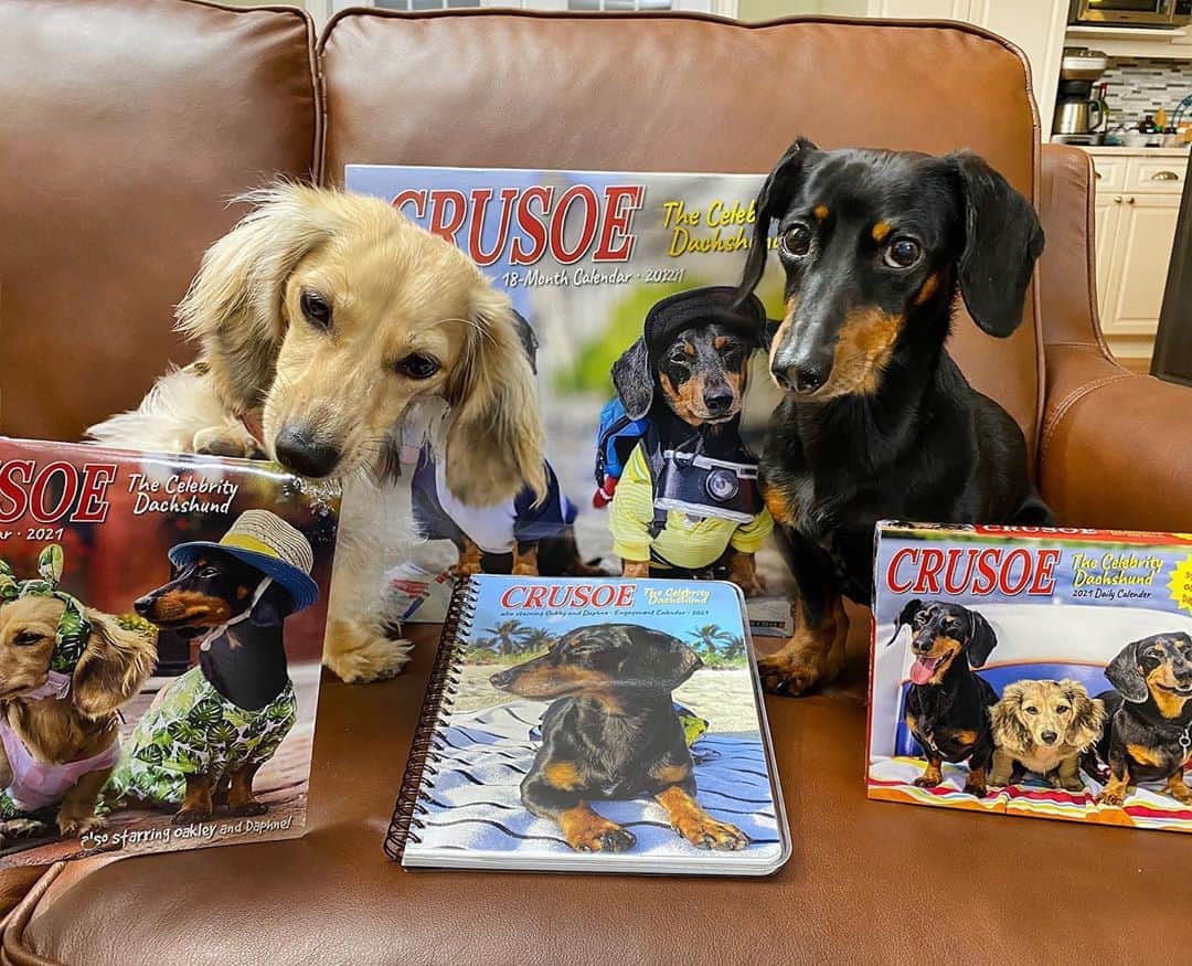 Crusoe the Celebrity Dachshundのインスタグラム：「“We all need some positivity these days.. and what better way than our happy faces! My 2021 calendar collection is here! Featuring Oakley and for the first time ever, Daphne! Link in my profile!!!” ~ Crusoe」