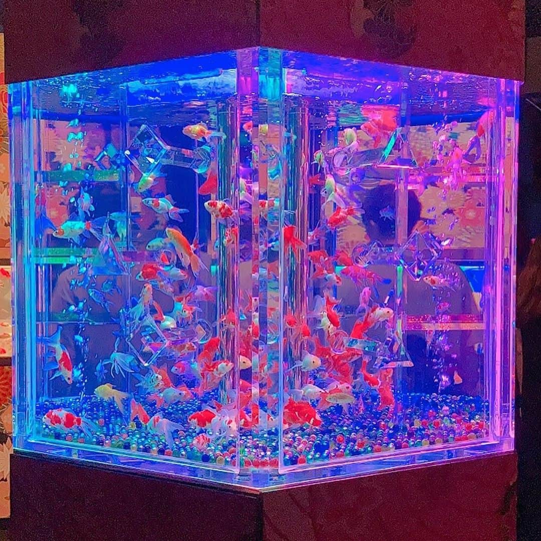 MIYABIのインスタグラム：「． *☼*―――――*☼*――――― ． アートアクアリウム2020 . . 天井や襖の中にも金魚たちが優雅に泳いでる ． *☼*―――――*☼*――――― ． #lalah #アレンジ#可愛い#綺麗#お洒落#キャバ嬢#ホスト#六本木#lol#f4f#fashion#makeup#hair#dogstagram#サロンモデル#撮影#style#nail#model#party#美容 #ホステス#travel#art#like4 #アートアクアリウム#金魚」