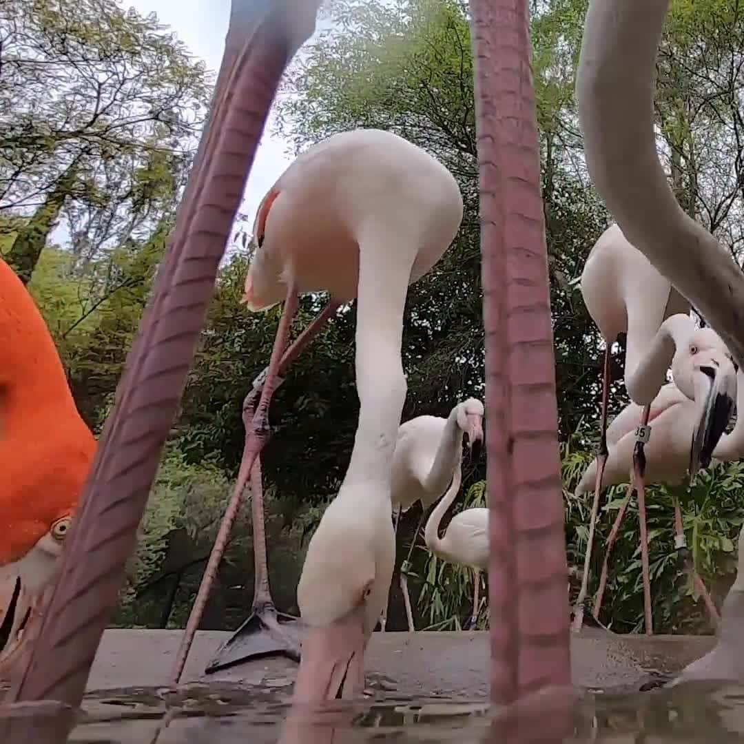 San Diego Zooのインスタグラム