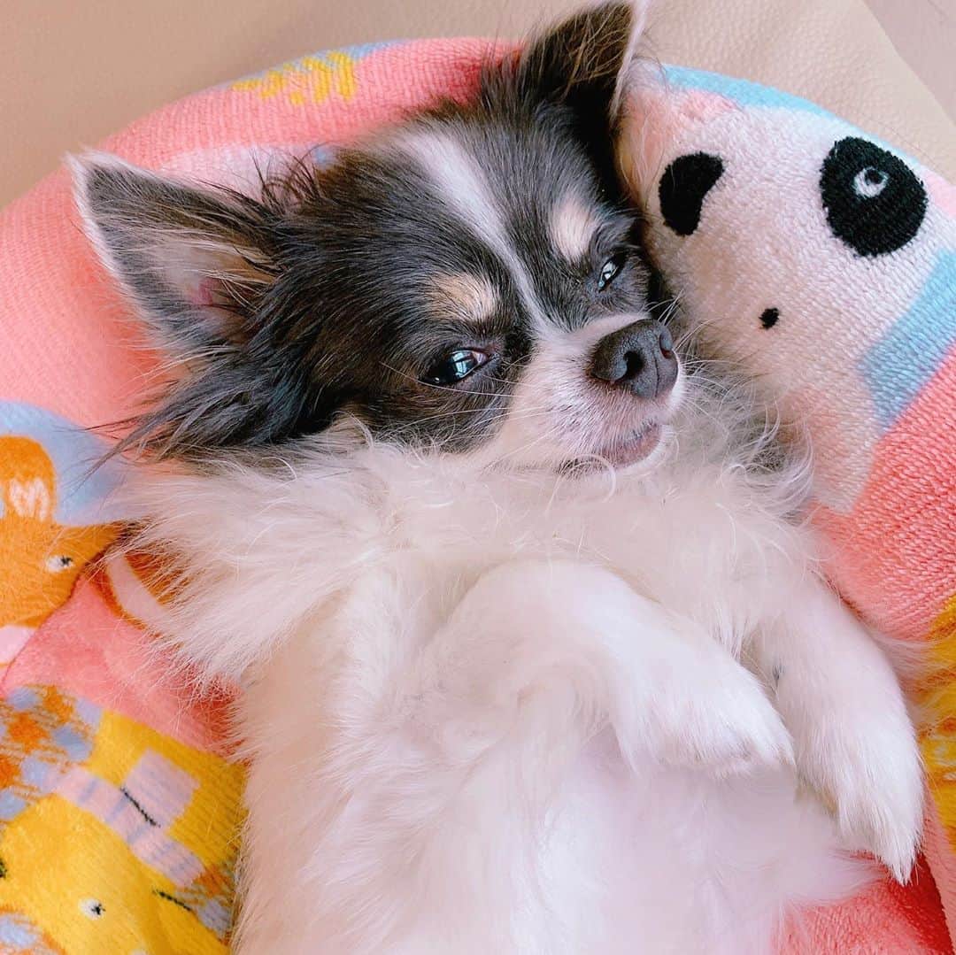 のインスタグラム：「ちゃおちゃんおはよ☺️ きょうはしゃんぷよ ますます真っ白 ますますふわふわ ますます可愛くしてもらおうね ちゃおちゃんが可愛すぎて ちゃおちゃんへの愛が止められない朝 #ちゃお」