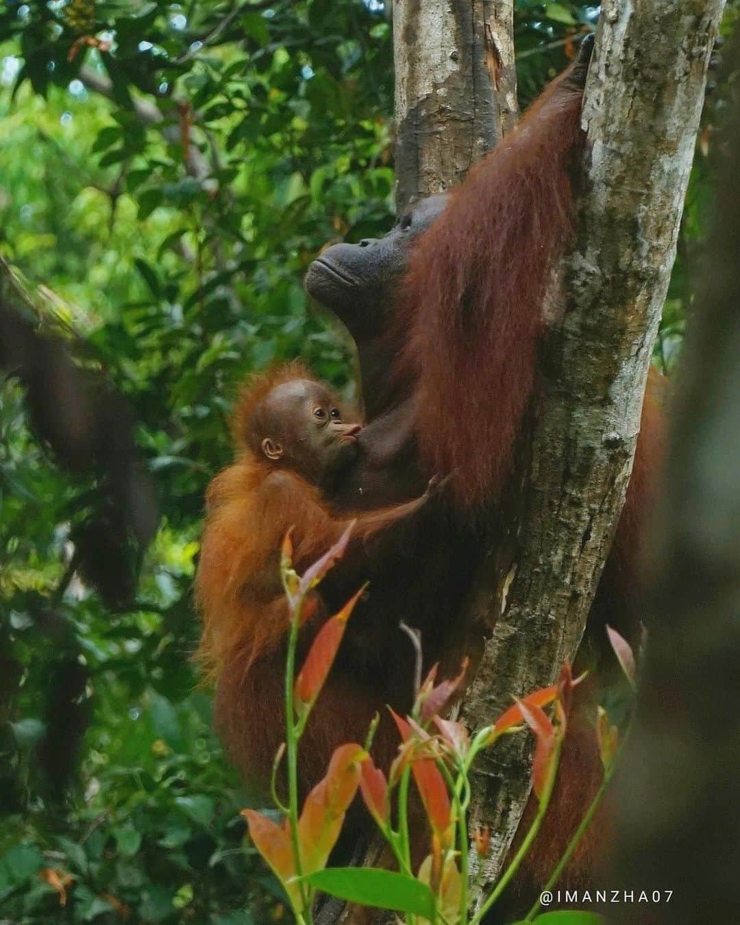 OFI Australiaさんのインスタグラム写真 - (OFI AustraliaInstagram)「Beautiful photo taken by local tour guide @imanzha07 in Tanjung Puting National Park which reopens tomorrow (6th October) for local people only under strict Covid-19 restrictions.  _____________________________________ 🦧 OFIA Founder: Kobe Steele kobe@ofiaustralia.com  OFIA Patron: Dr Birute Galdikas @drbirute @orangutanfoundationintl @orangutan.canada www.orangutanfoundation.org.au 🦧 🧡 🦧 #orangutan #orphan #rescue #rehabilitate #release #BornToBeWild #Borneo #Indonesia #CampLeakey #saveorangutans #sayNOtopalmoil #palmoil #deforestation #destruction #rainforest #environment #nature #instanature #endangeredspecies #criticallyendangered #wildlife #orangutanfoundationintl #ofi #drbirute #ofiaustralia #FosterAnOrangutan」10月5日 9時20分 - ofi_australia