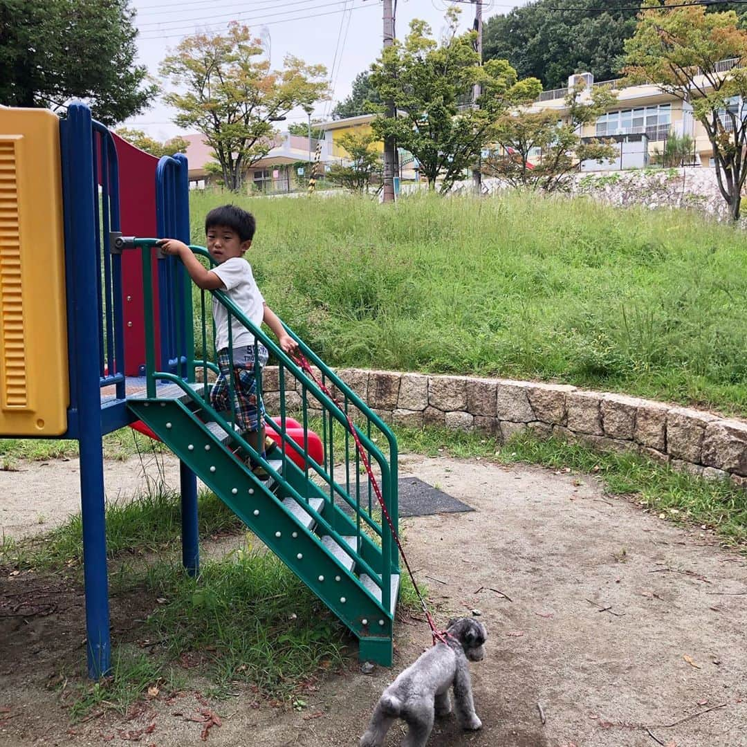 生島早織さんのインスタグラム写真 - (生島早織Instagram)「義父母宅2日目〜  長男は朝から犬の散歩🐩 成犬の方は力も強く無理だけど1歳弱の子犬の散歩は👍  自分の好きな公園で一緒に滑り台がしたい🤣  おいて！おいで！  🤣🤣🤣  4歳🆚1歳🐩  その頃次男は・・・  お布団の上で〜 まだまだパジャマで〜  遊んでいました❣️  本当本当に❣️ どこにいても❣️ 双子それぞれ❣️  午後は、同級生の従姉妹ちゃんも合流しお外で遊ぶ😍 帰ってきたら3人揃って洗面所へ😃  1番先頭は次男💨  手洗いも〜  マイペース🤣  長い〜🤣🤣  手のひらも、手の甲も、指の間も、爪の中も、手首も〜👍  違う幼稚園に通う従姉妹ちゃんとは洗う順番が違うらしく、洗い方について話し合い🤣  夕方長男は、義父母宅を出て、暫くすると泣き出す😢 徐々にパワーアップして大泣き💦  寂しくなっちゃった〜って😭  『またいつでもいけるよ‼️』  と言っても、おじいちゃん、おばあちゃん、従姉妹ちゃん、そして犬に逢いたい🐩❣️  って、号泣😭💦  その頃次男は・・・  「明日、幼稚園だよ〜』って🤣  『寂しくて幼稚園行けない‼️』  いやいや、幼稚園に行ったら全力で楽しんでいるでしょう😆  夕飯は、双子達のリクエストでじーじとばーばのお店で😆  日曜日は、忙しいし人も多いので控えたいところですが、甘えてしまった😅  双子達、おじいちゃんおばあちゃん、じーじとばーば😊  みんな大好き〜😍  だって😃  みんな優しいからね😆 なんでも買ってくれるし🤣  日本にいる間はしっかり甘えちゃおう😆  #双子育児 #双子ママ #義父母宅で  #みんな大好き #双子それぞれ #双子あるある #週末の過ごし方 #犬飼いたい #同級生 #従姉妹ちゃんと」10月5日 9時33分 - saori.ikushima