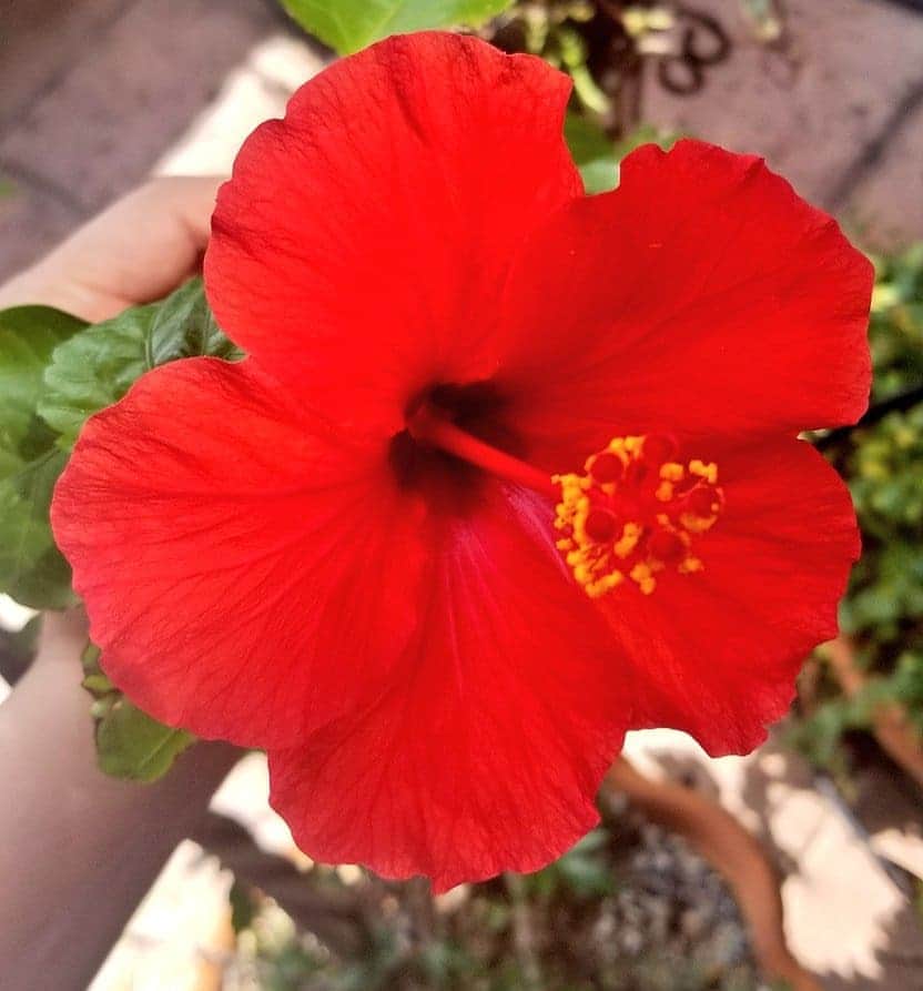 前田真里さんのインスタグラム写真 - (前田真里Instagram)「ススキ、桜の次は～～ 🌺の開花！  今朝、ベランダにハイビスカス🌺が 咲き始めました！  年に一回しか咲かなかったのに。 花もいそがしいですね👀  真っ赤な色に元気をいただきました！ ありがとう😆💕  ・ ・  よい一週間を お過ごしくださいね🍀  #GoodMorning」10月5日 9時25分 - maedamari