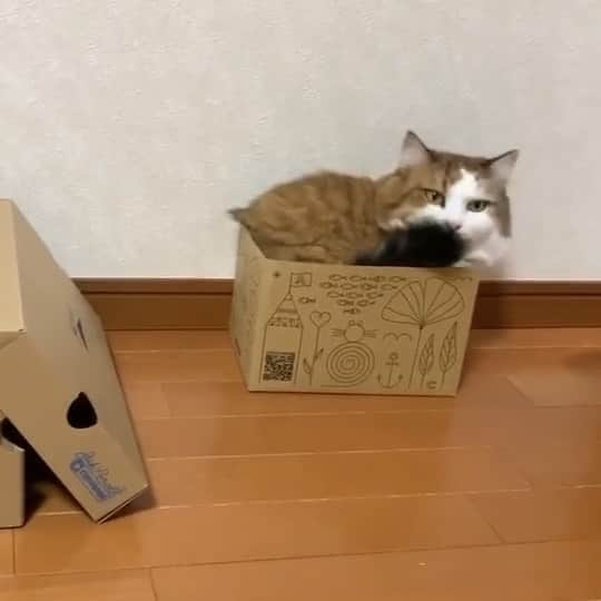 ひのき猫のインスタグラム